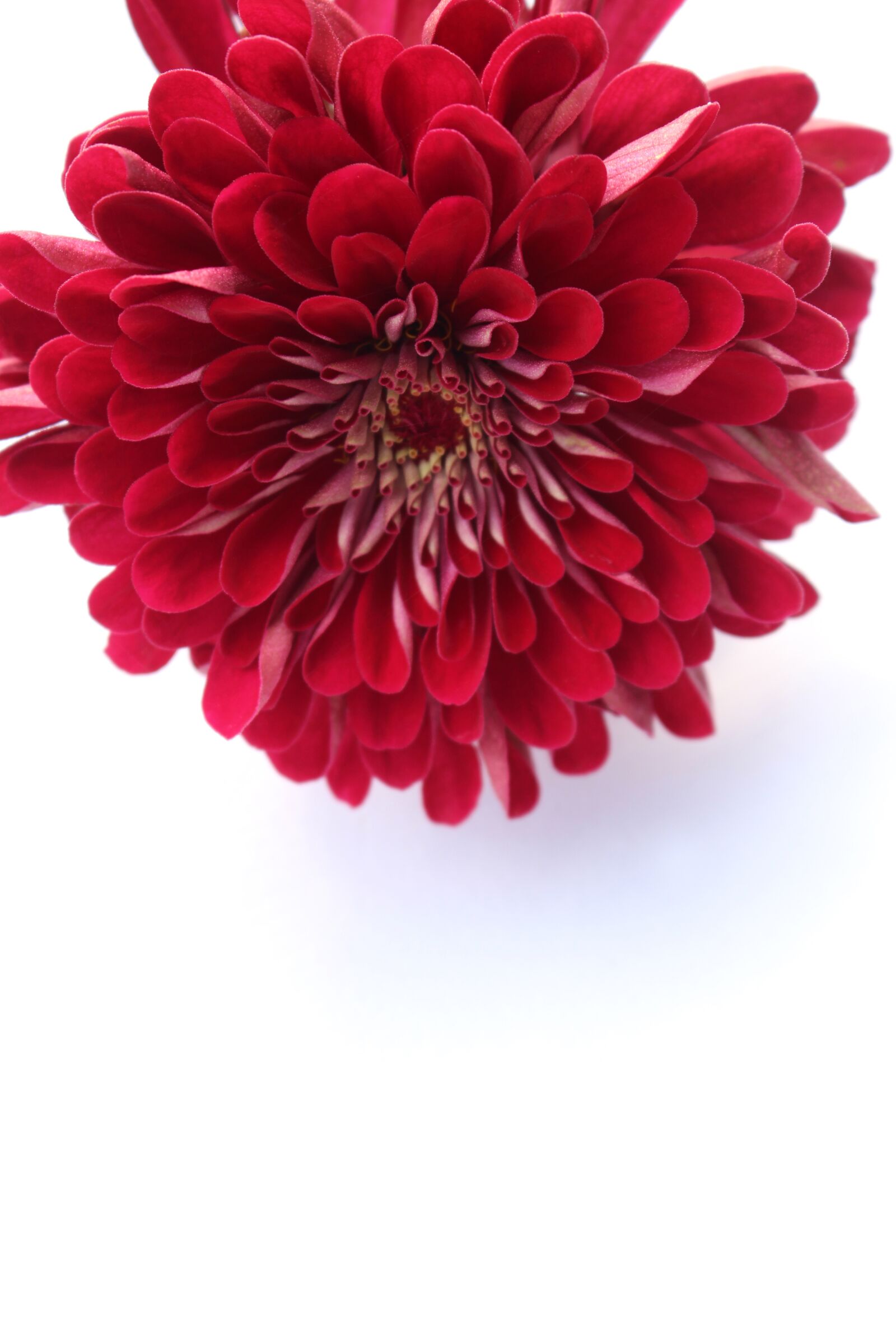 Canon EOS 700D (EOS Rebel T5i / EOS Kiss X7i) sample photo. Red, flower, bloom photography
