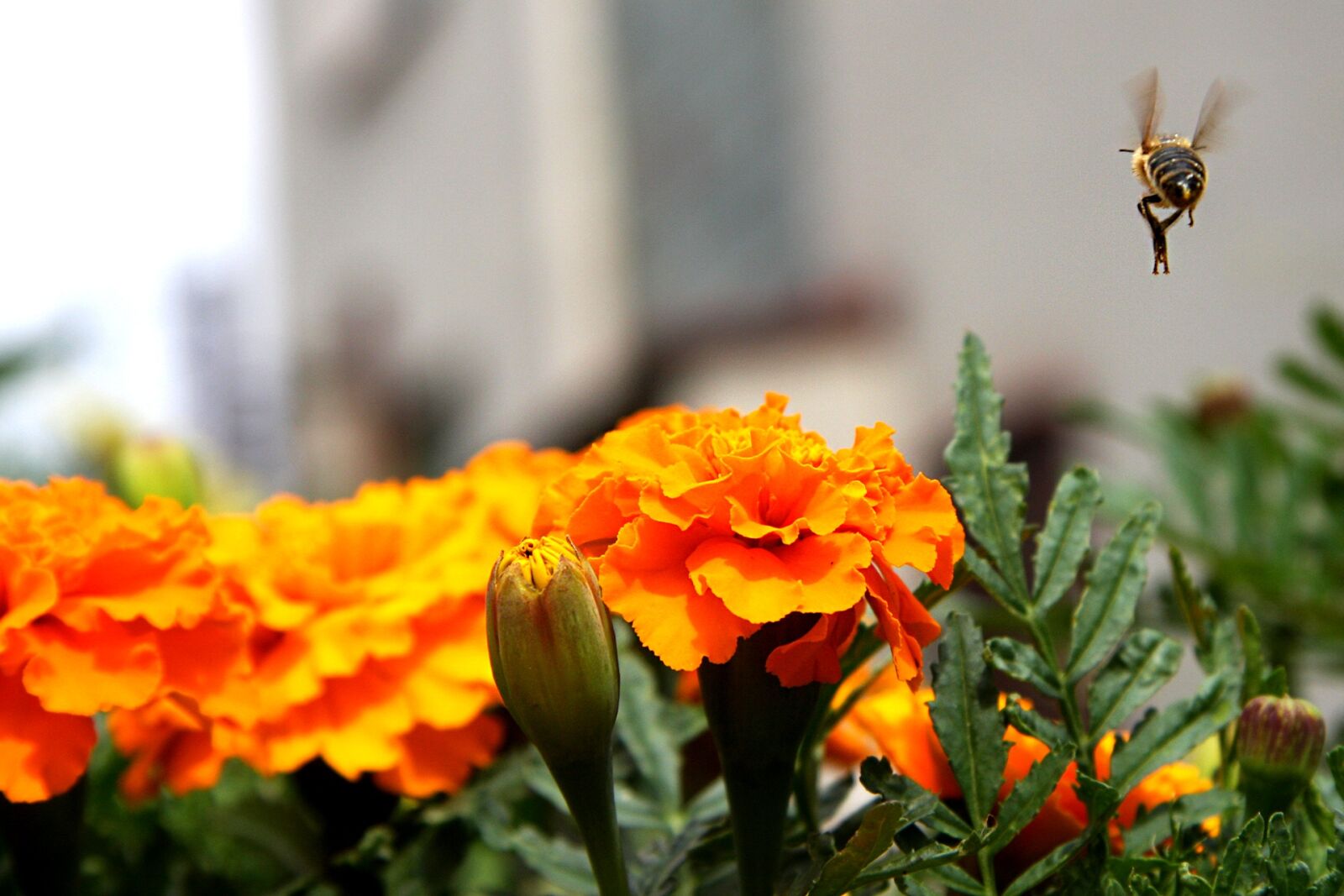 Canon EOS 40D sample photo. Flower, bee, flying photography