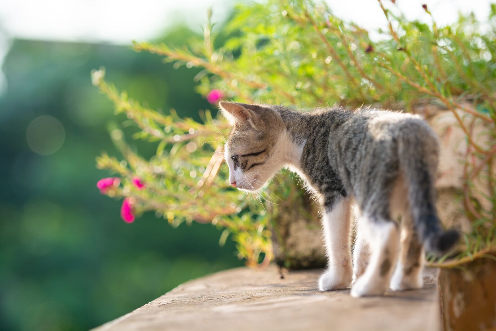 Nikon D7100 sample photo. Kitty, cat, animal photography