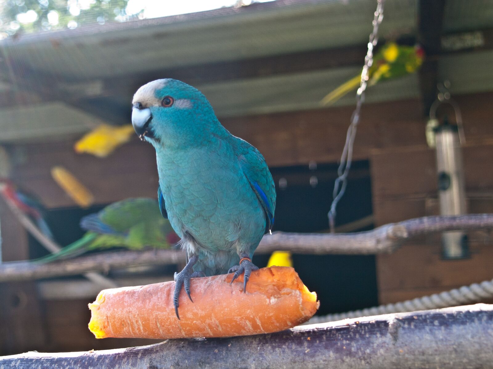 Olympus E-420 (EVOLT E-420) sample photo. Birds, parakeet, yellow photography