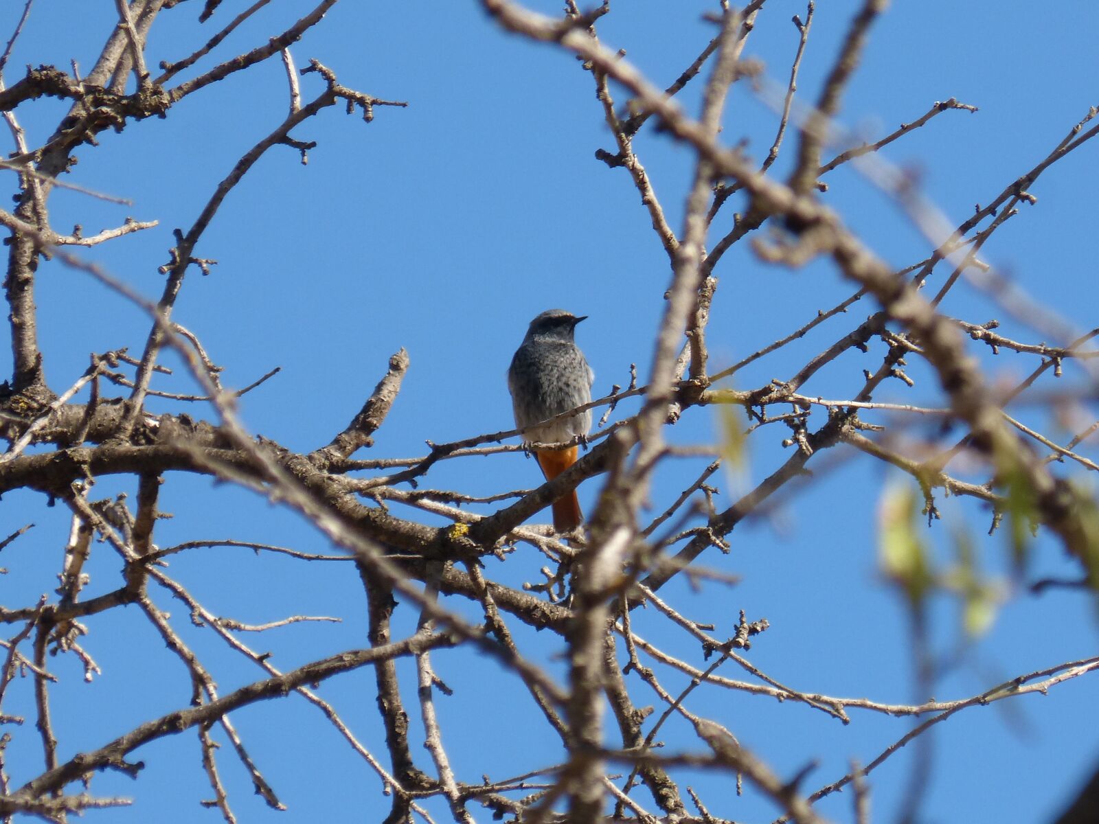 Panasonic DMC-FZ62 sample photo. Black redstart, branches, tree photography