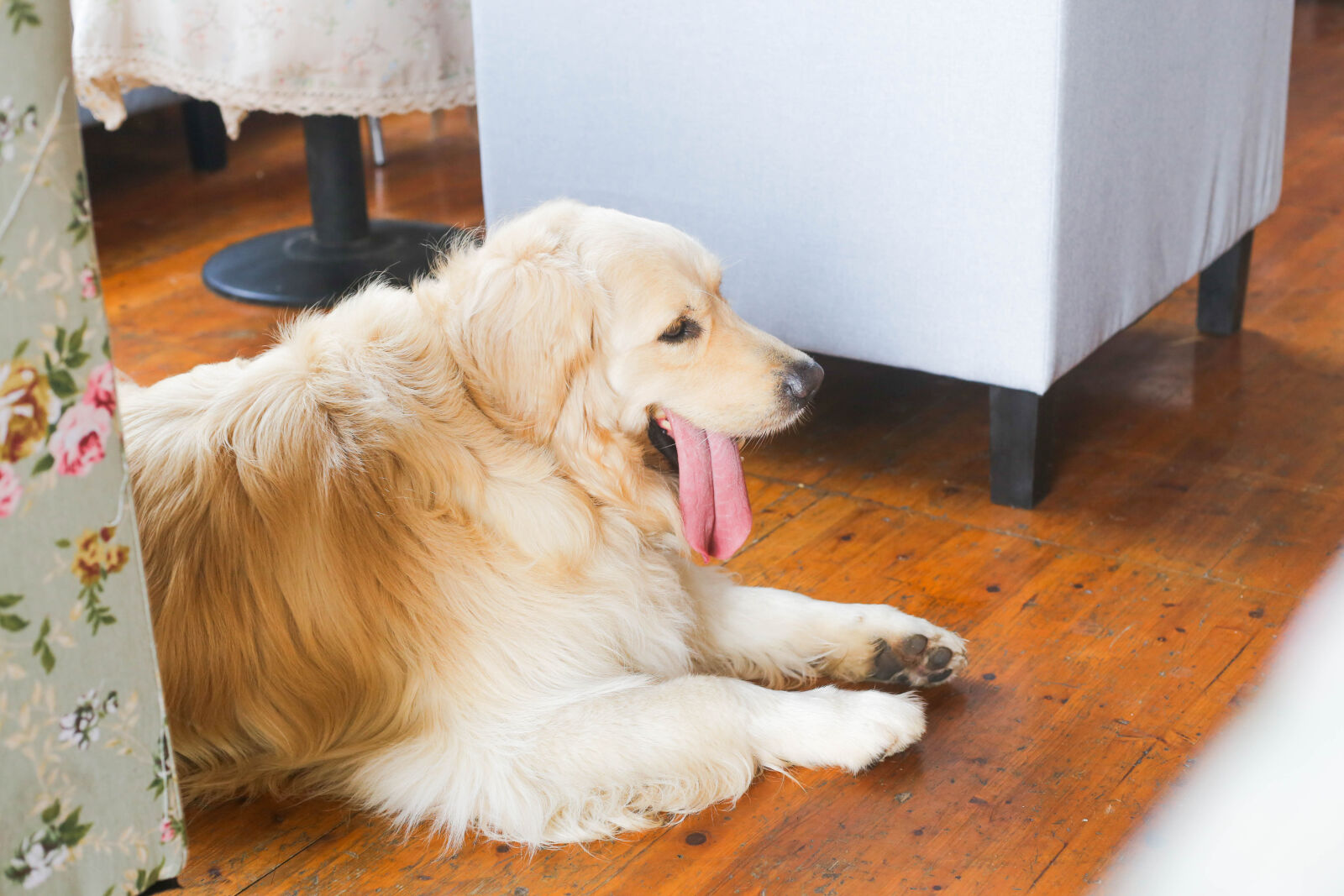 Canon EOS 6D + Canon EF 50mm F1.8 STM sample photo. Golden, dog photography