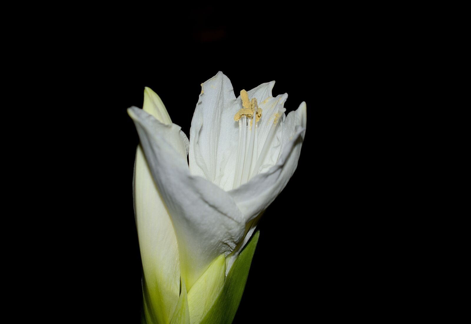Nikon D3300 sample photo. Amaryllis, white, blossom photography