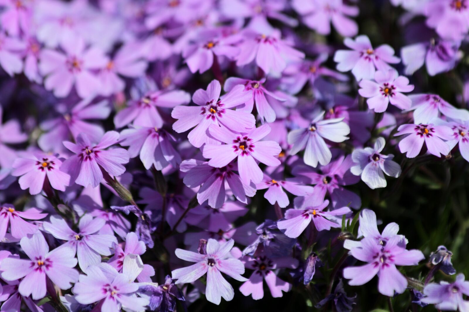 Canon EOS 650D (EOS Rebel T4i / EOS Kiss X6i) sample photo. Phlox subulate, phlox subulata photography
