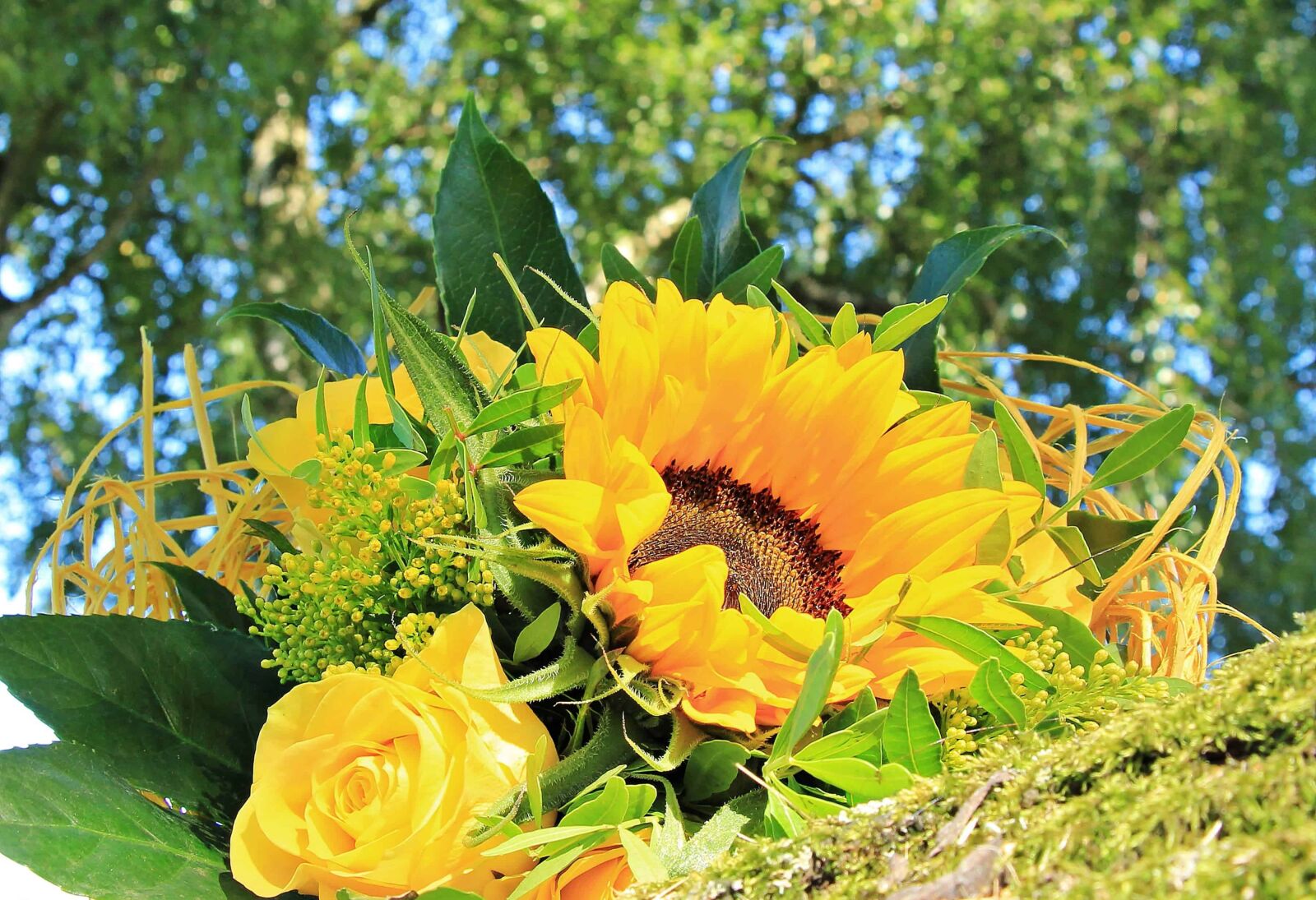 Canon EOS 550D (EOS Rebel T2i / EOS Kiss X4) sample photo. Sunflower, flora, summer, nature photography