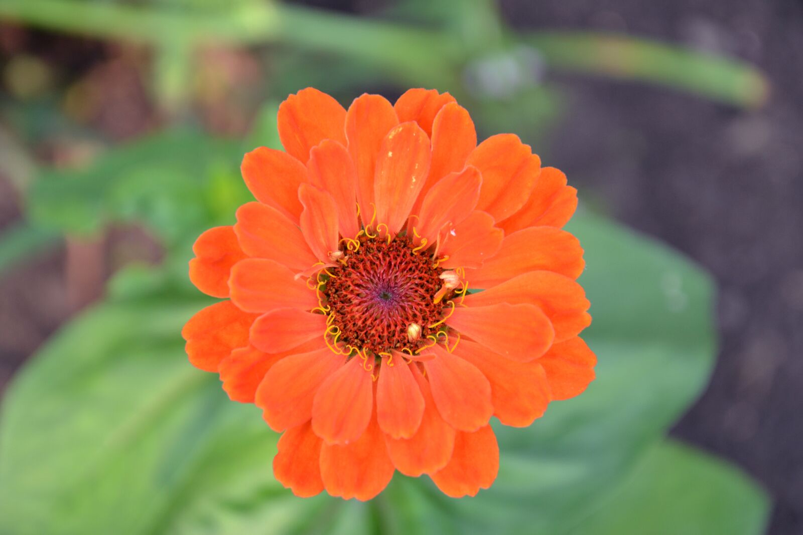 Nikon D3100 sample photo. Zinnia, flower, red photography