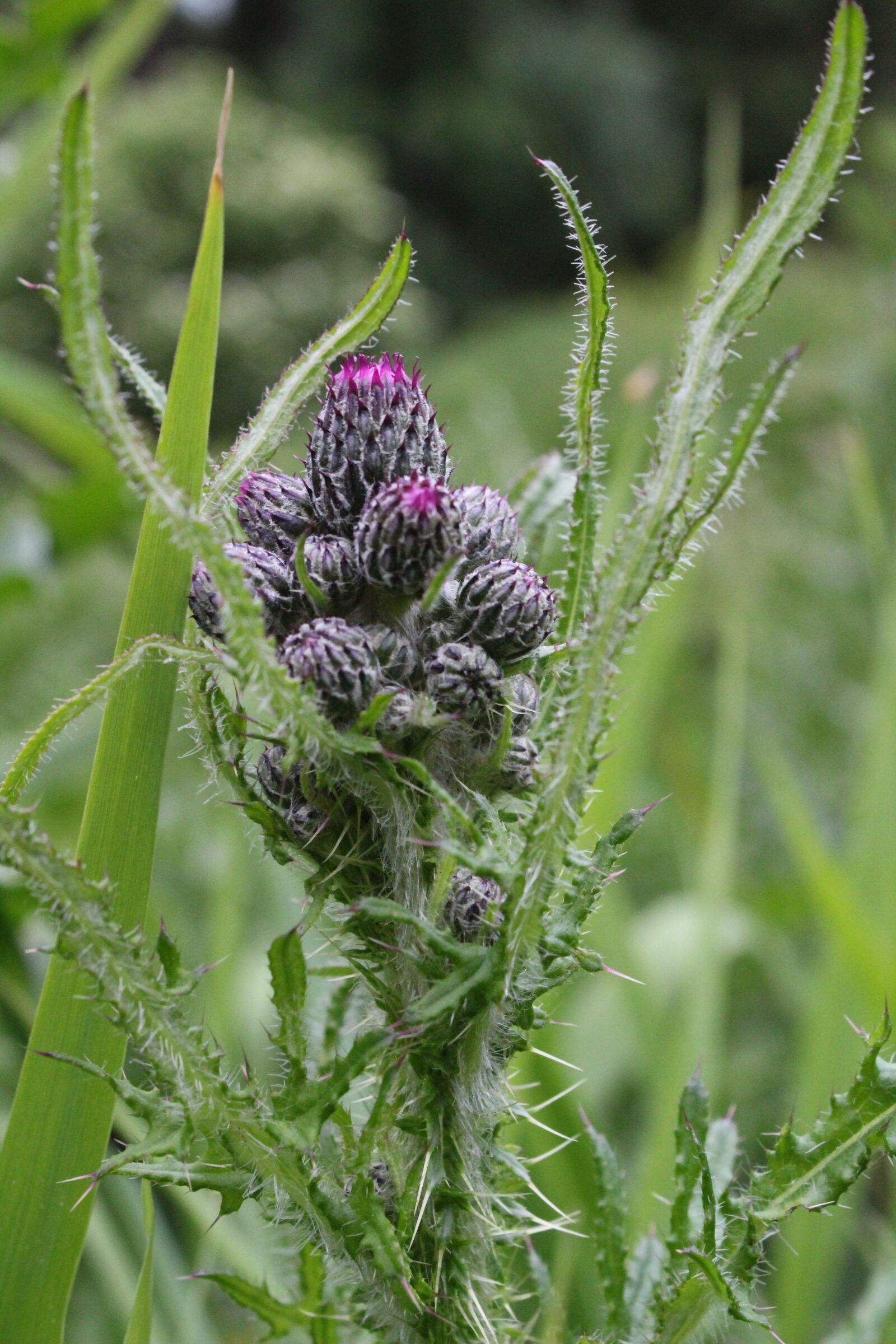 Canon EOS 1300D (EOS Rebel T6 / EOS Kiss X80) sample photo. Thistle, pink, nature photography