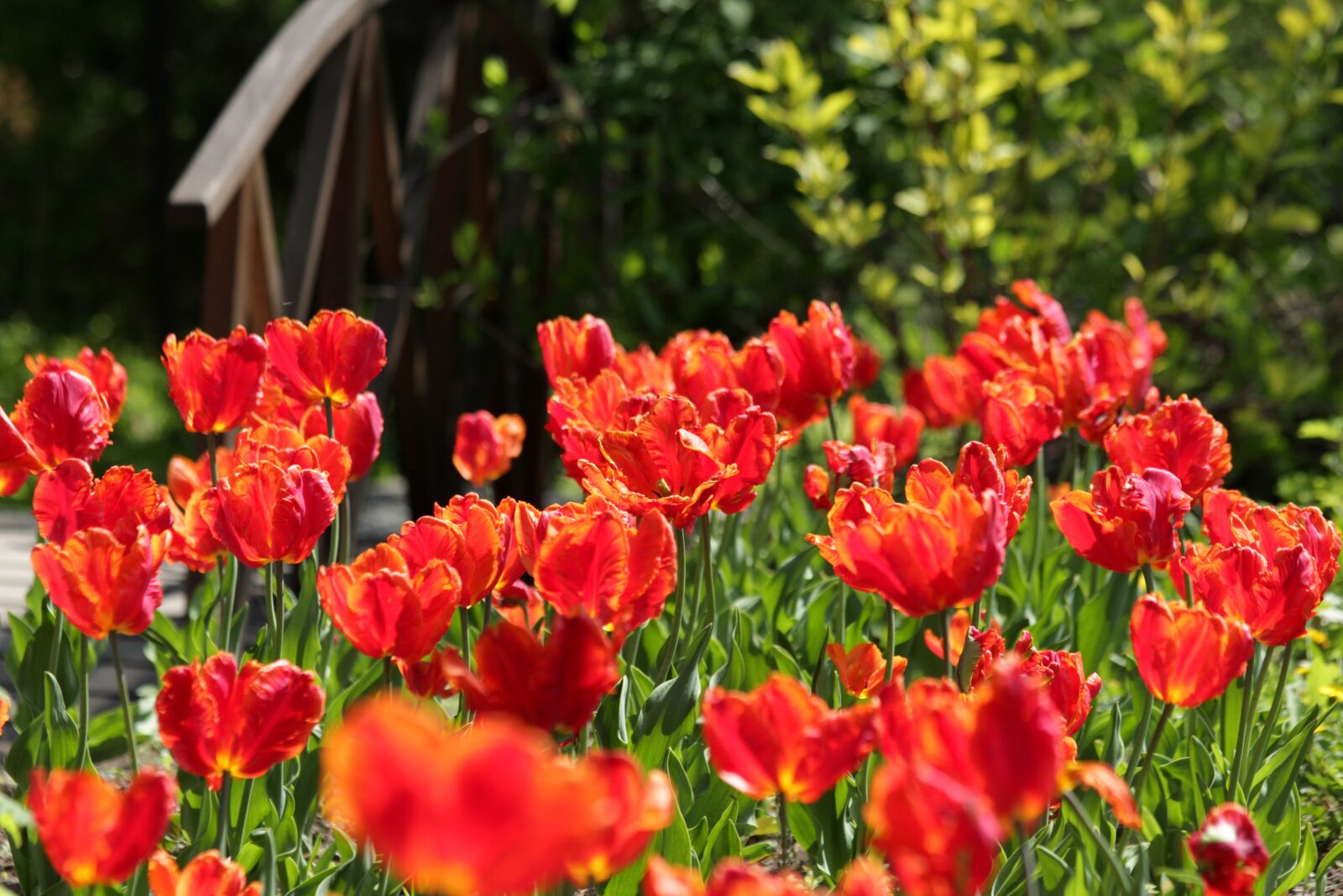 Canon EOS 650D (EOS Rebel T4i / EOS Kiss X6i) sample photo. Tulips, red tulips, scarlet photography