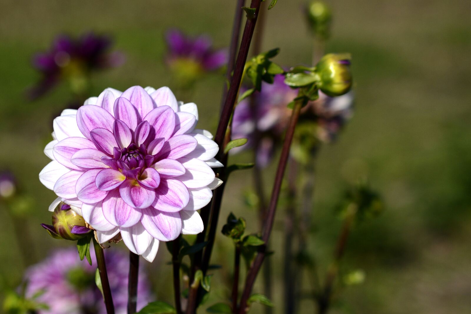 Nikon D7100 sample photo. Dahlia, flower, blossom photography