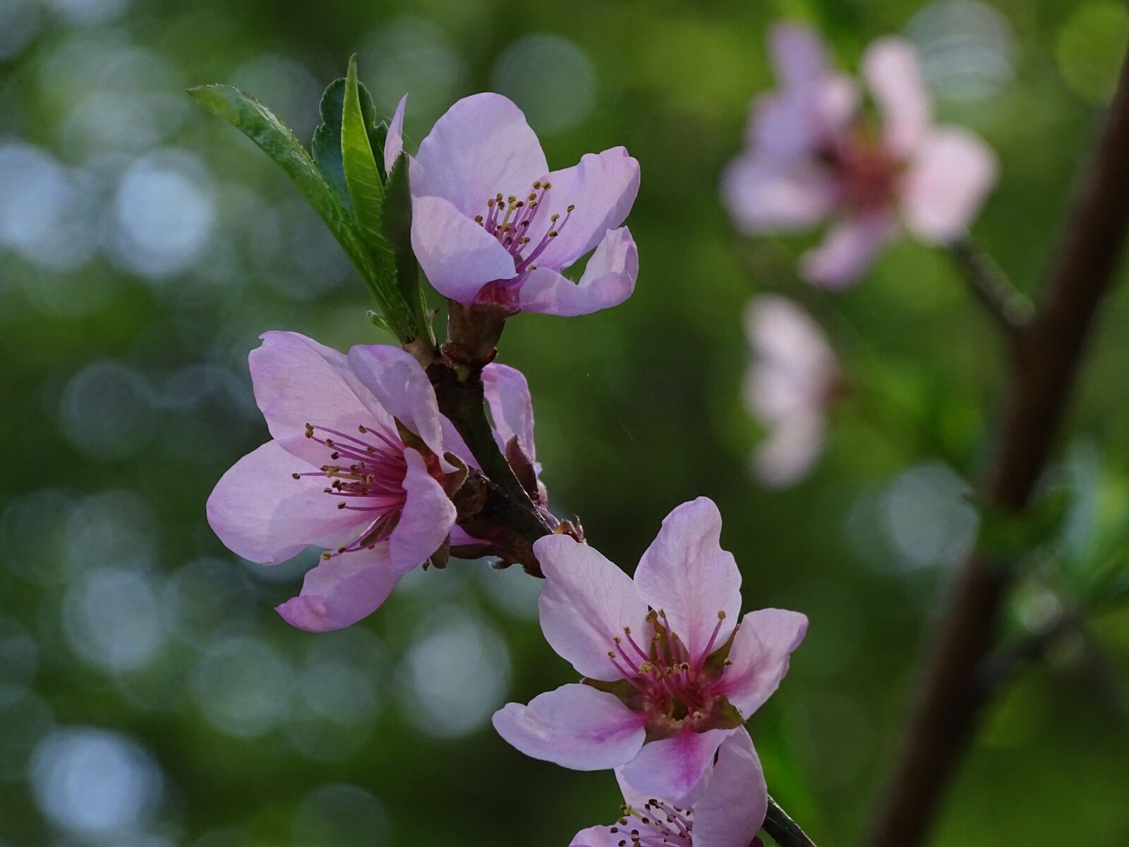 Sony Cyber-shot DSC-HX400V sample photo. Flower, tree, flower peaches photography
