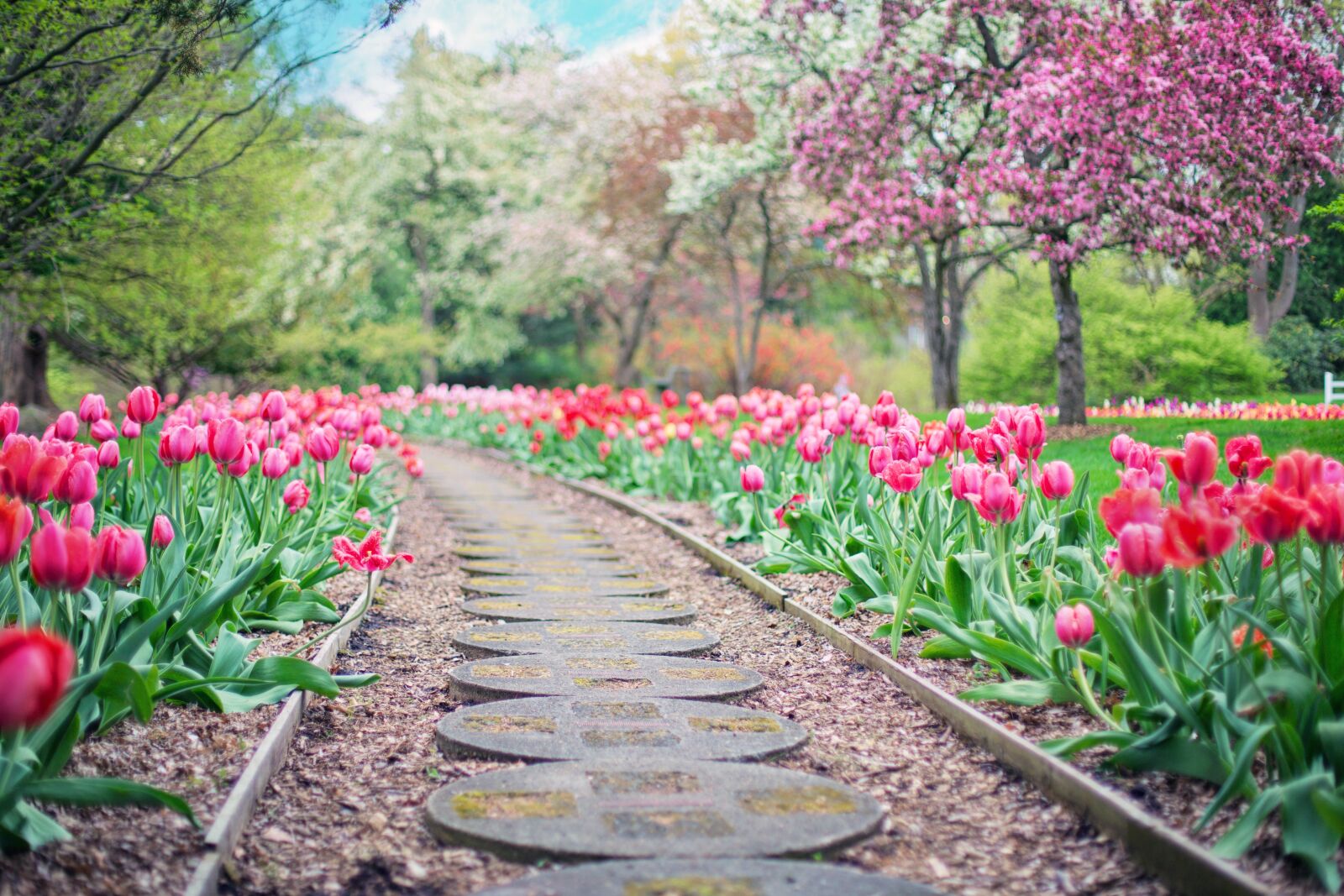 Canon EF 50mm F1.4 USM sample photo. Pathway, path, pink tulips photography