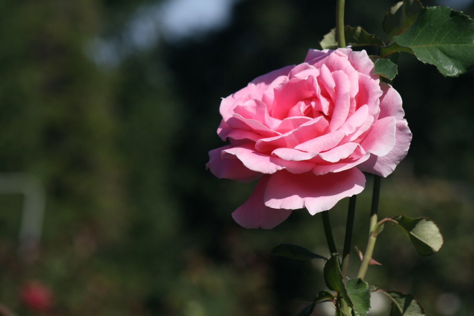 Canon EOS 400D (EOS Digital Rebel XTi / EOS Kiss Digital X) sample photo. Rose, flower, blossom photography