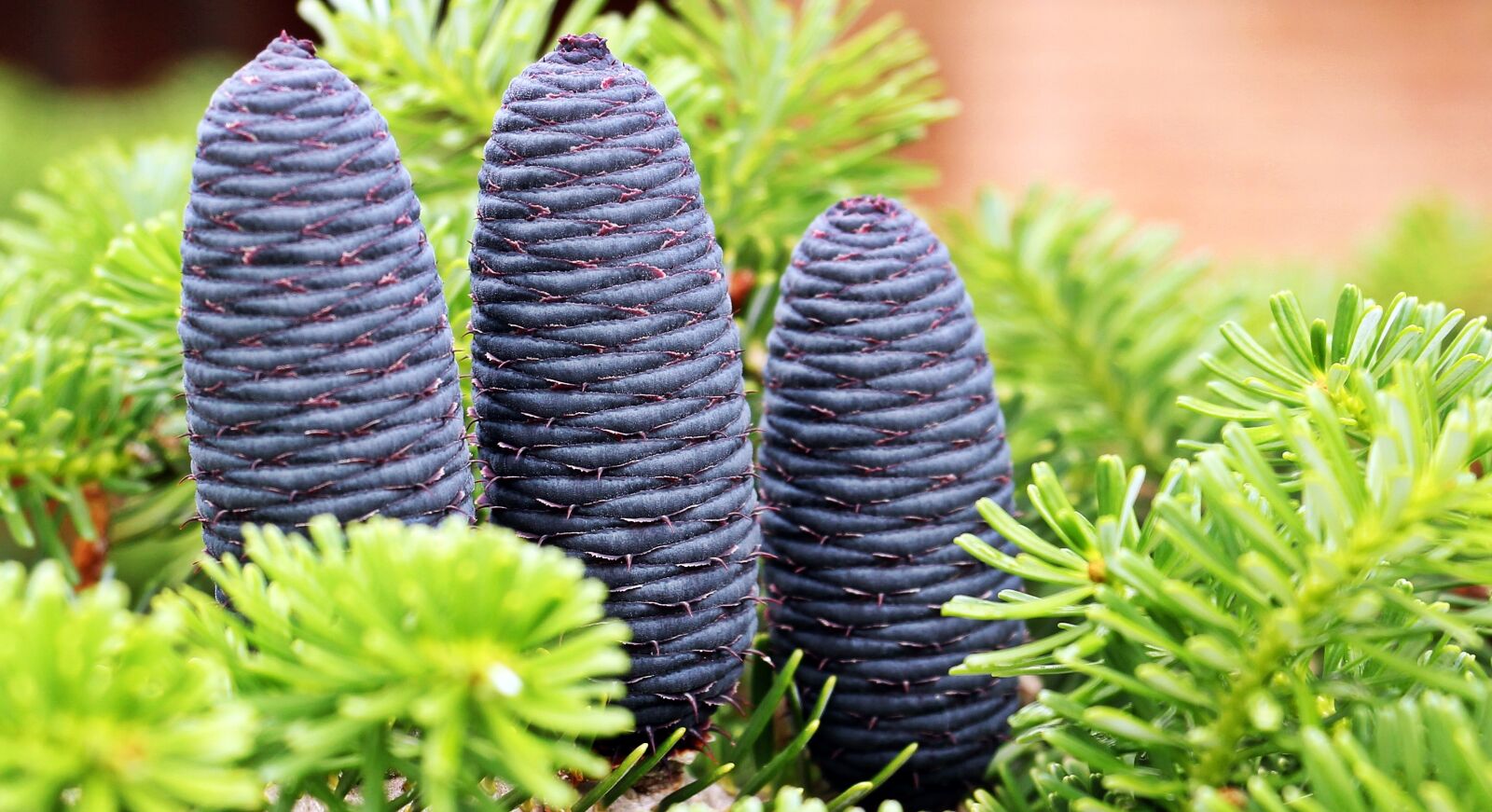 Canon EOS 550D (EOS Rebel T2i / EOS Kiss X4) sample photo. Fir tree, pine cones photography