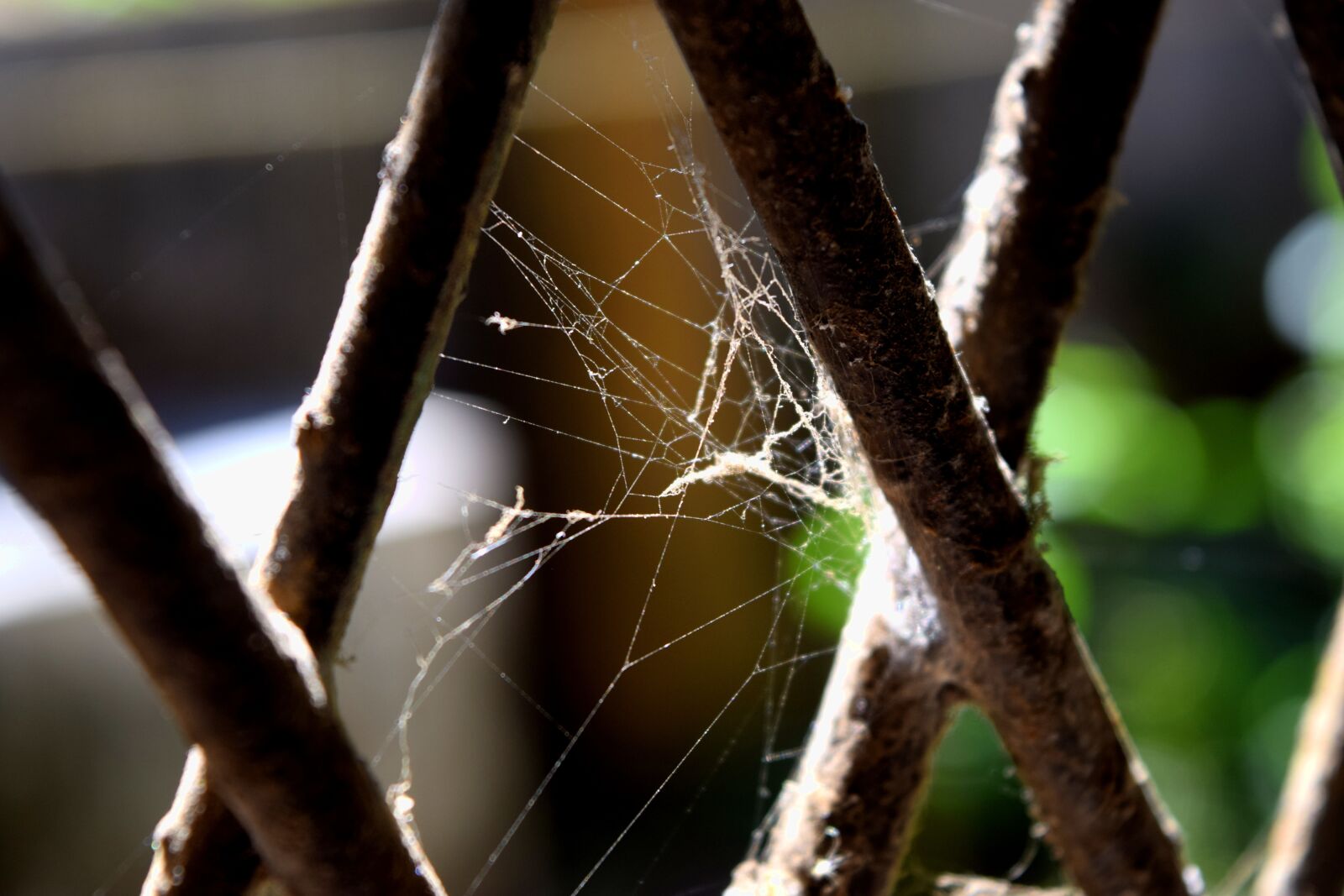 Nikon D3300 sample photo. Spider web, grey, dark photography