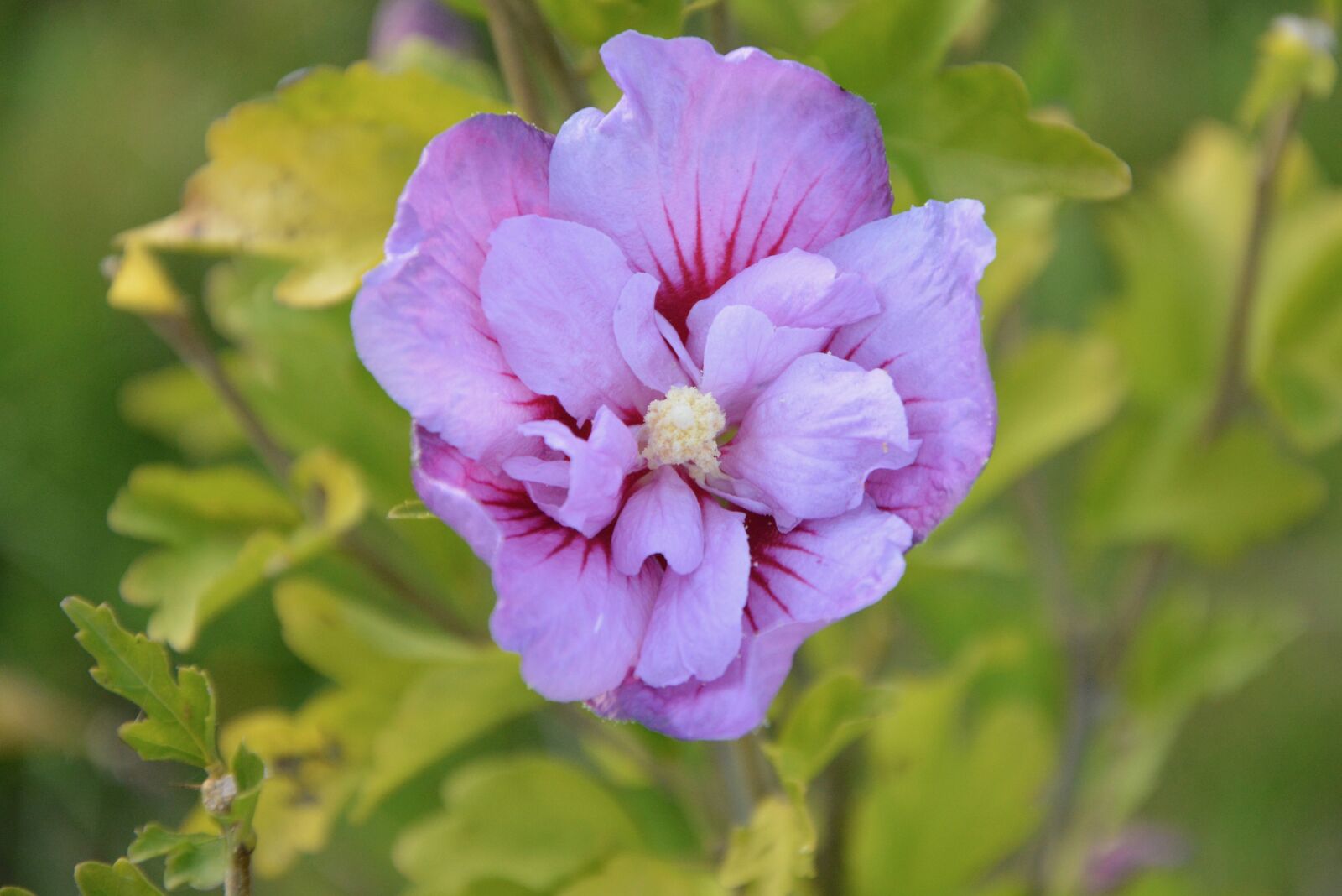 Nikon D5200 sample photo. Flower, flowers hibiscus, nature photography