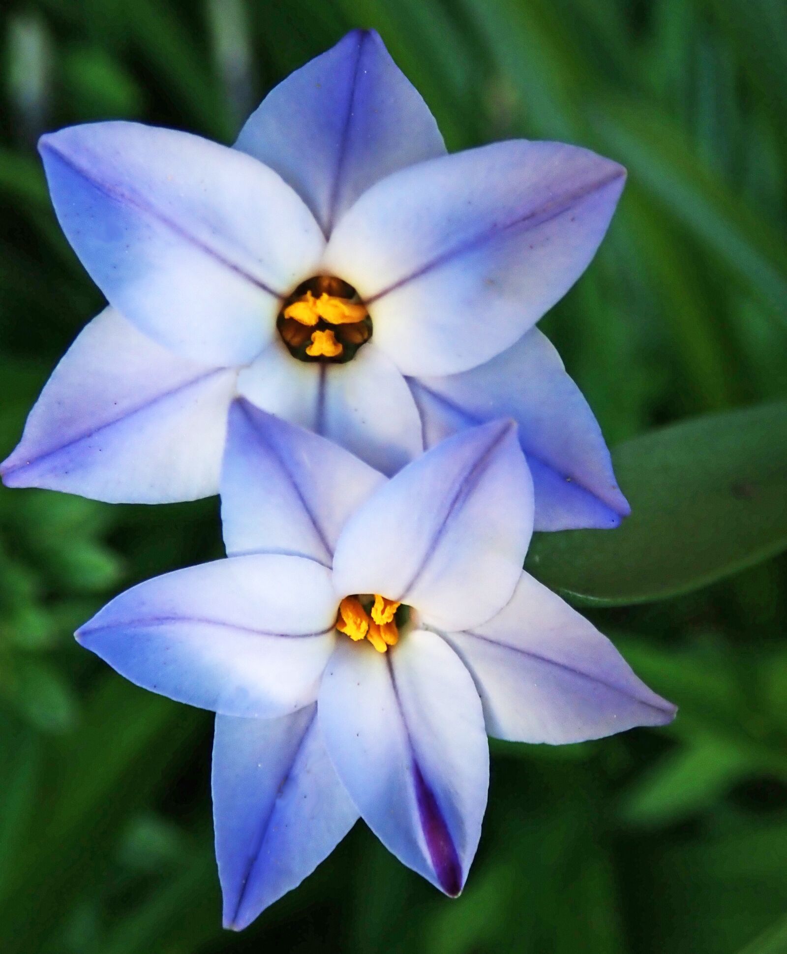 Olympus TG-5 sample photo. Flowers, tritelia, mauve photography