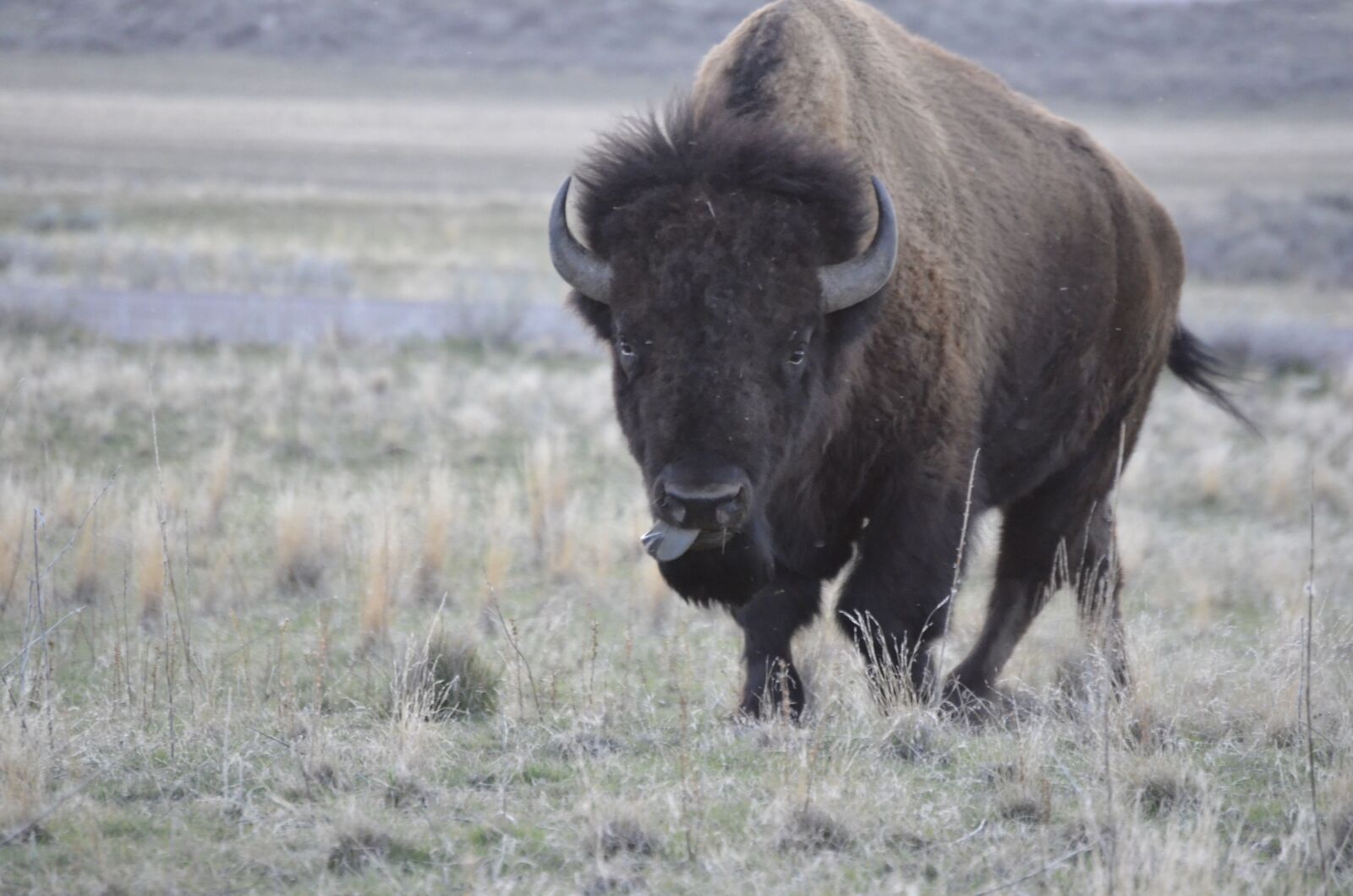 Nikon D5100 sample photo. Lake, bison, wildlife photography