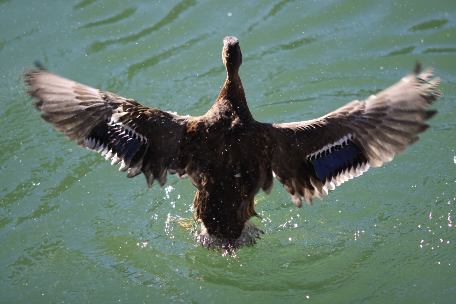 Canon EOS 50D sample photo. Duck, bird, water photography
