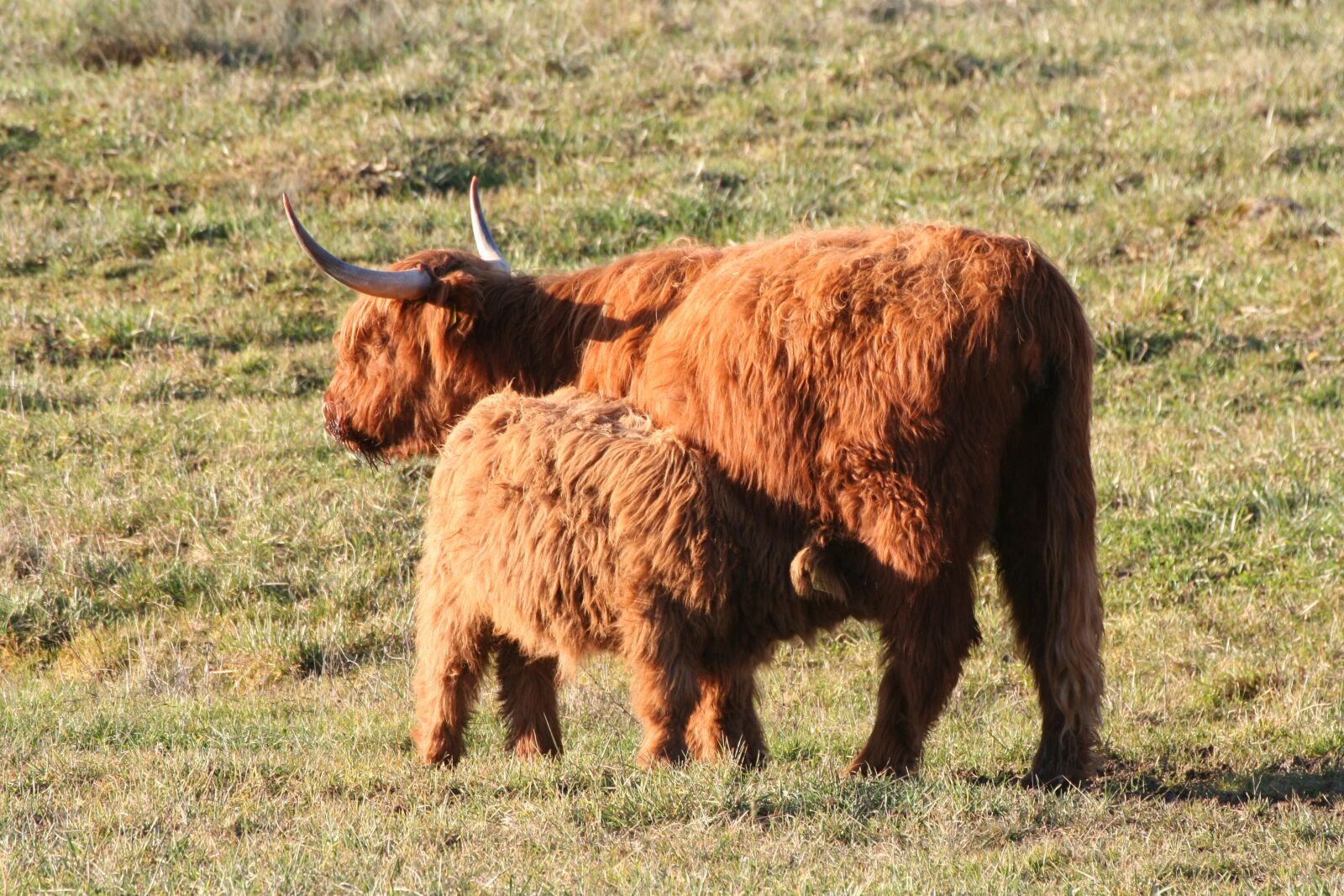 Canon EOS 350D (EOS Digital Rebel XT / EOS Kiss Digital N) sample photo. Beef, highlands, cow photography