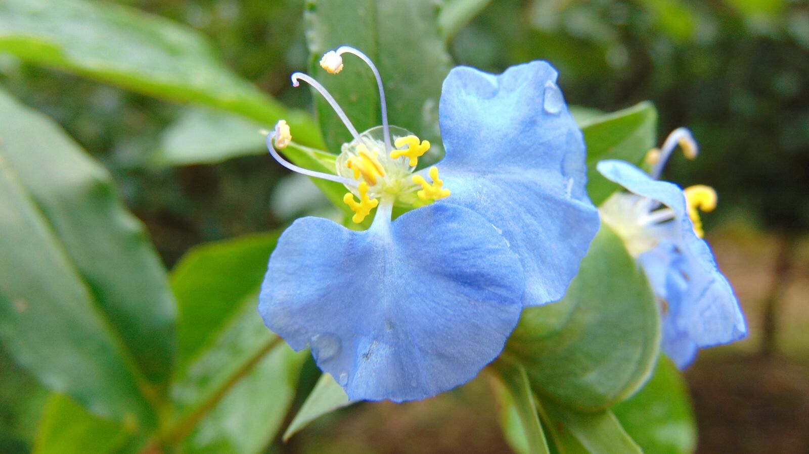 Sony Cyber-shot DSC-H300 sample photo. Flower, blue, green photography