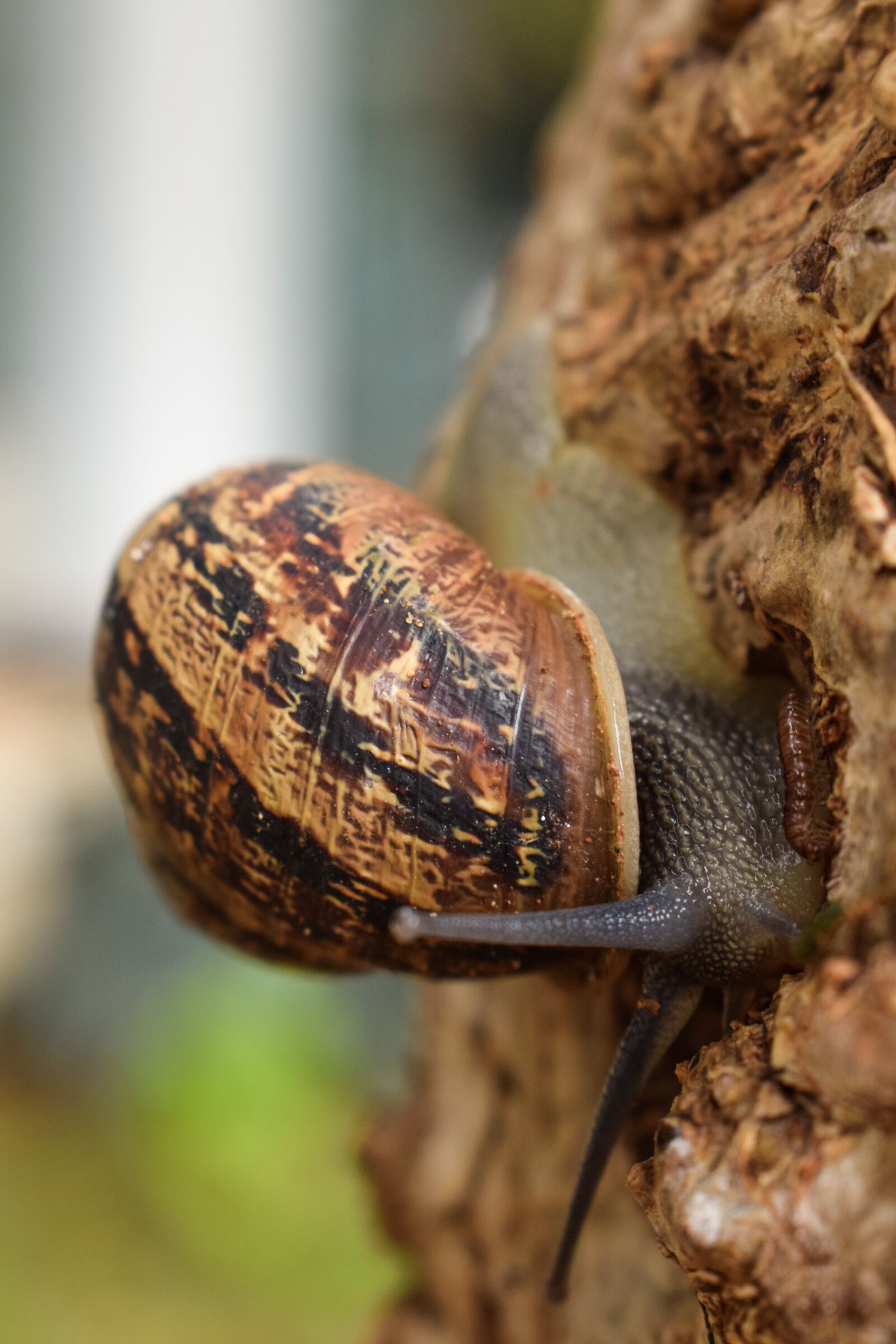 Nikon D3300 sample photo. Snail, tree, nature photography