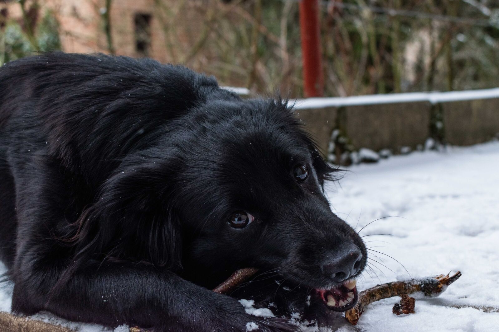 Nikon D5600 sample photo. Dog, animal, puppy photography