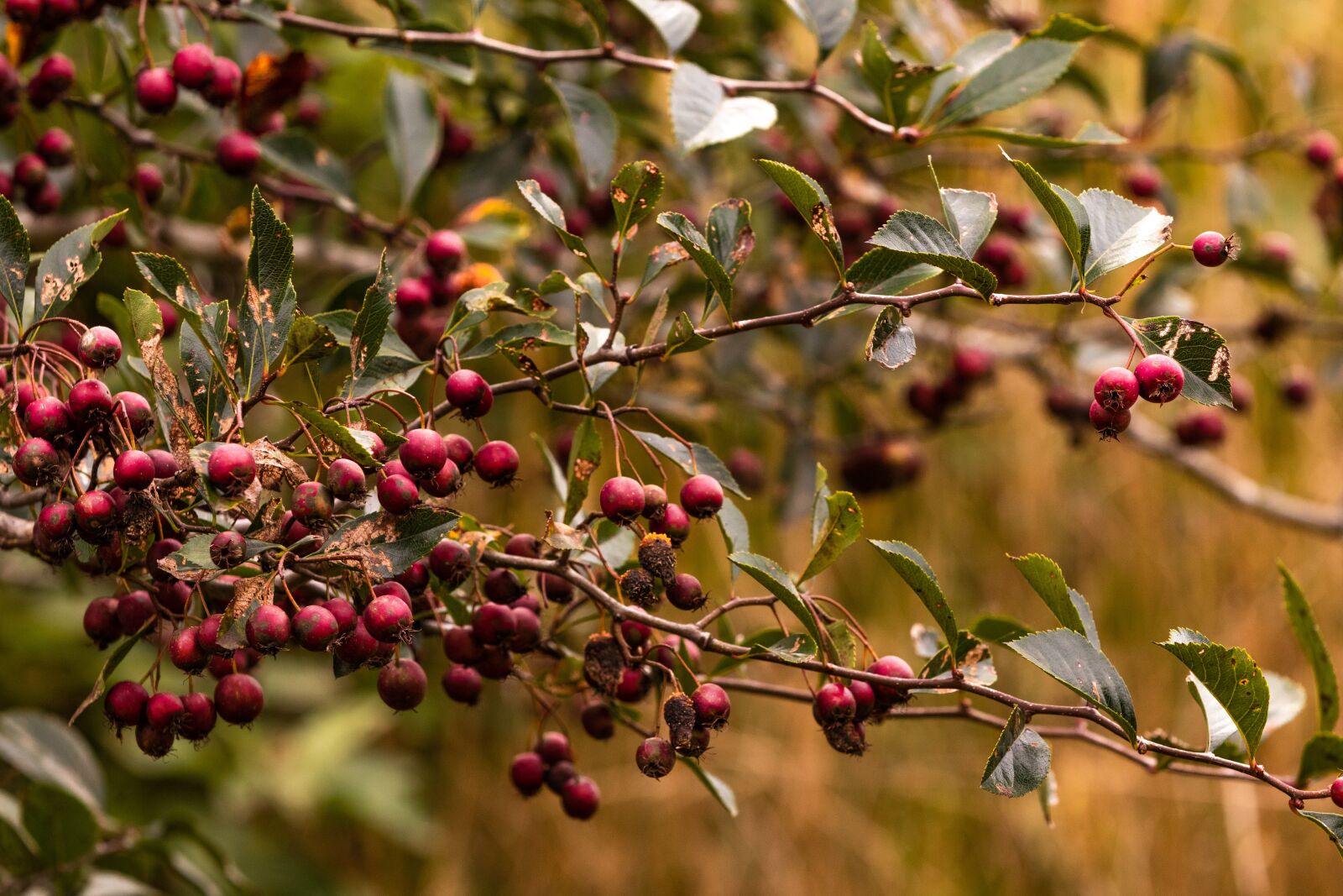 Canon EOS 80D sample photo. Berries, bush, fruit photography