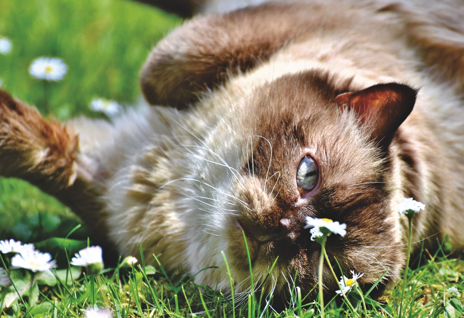 Nikon D7200 sample photo. Breed cat, cat, thoroughbred photography