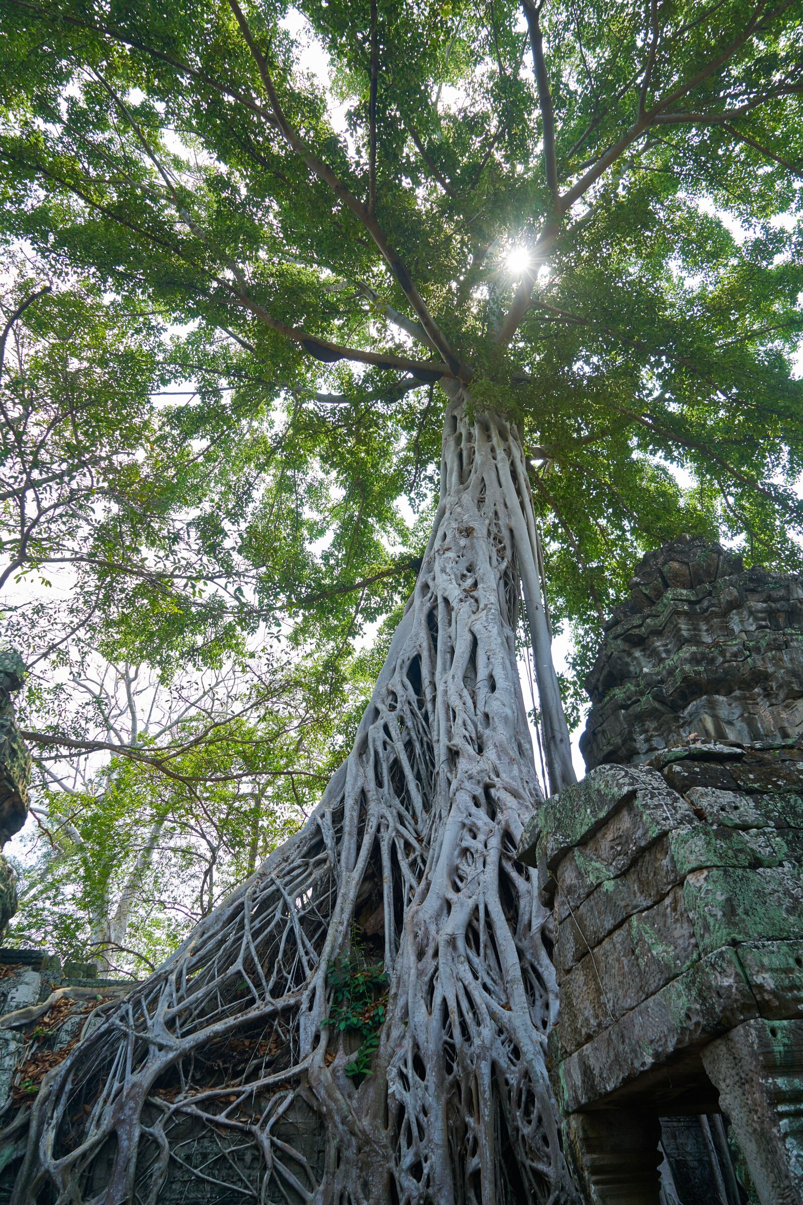 Sony a7R II sample photo. Tree, nature, plant photography