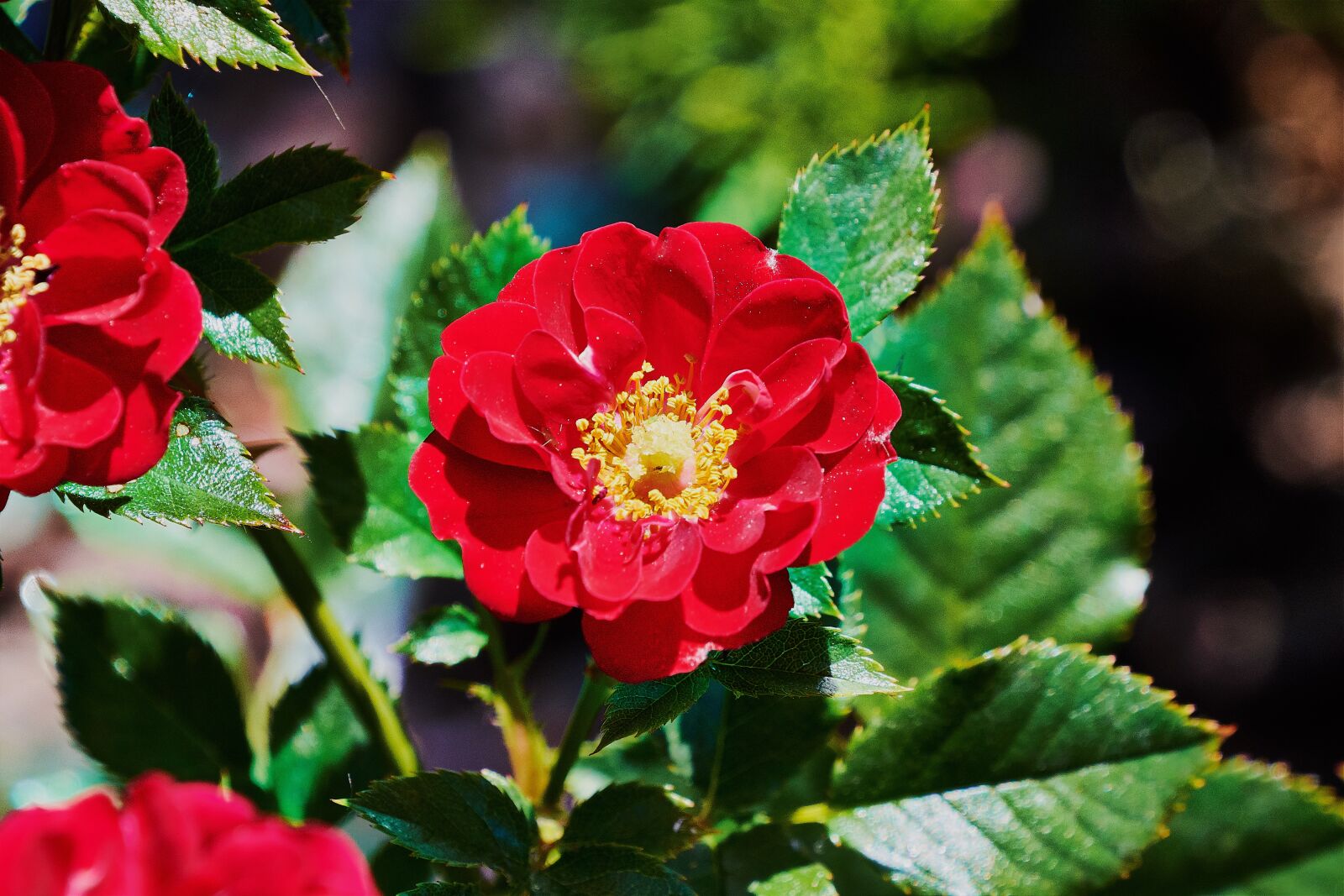 Nikon D7200 sample photo. Daisy, red, garden photography