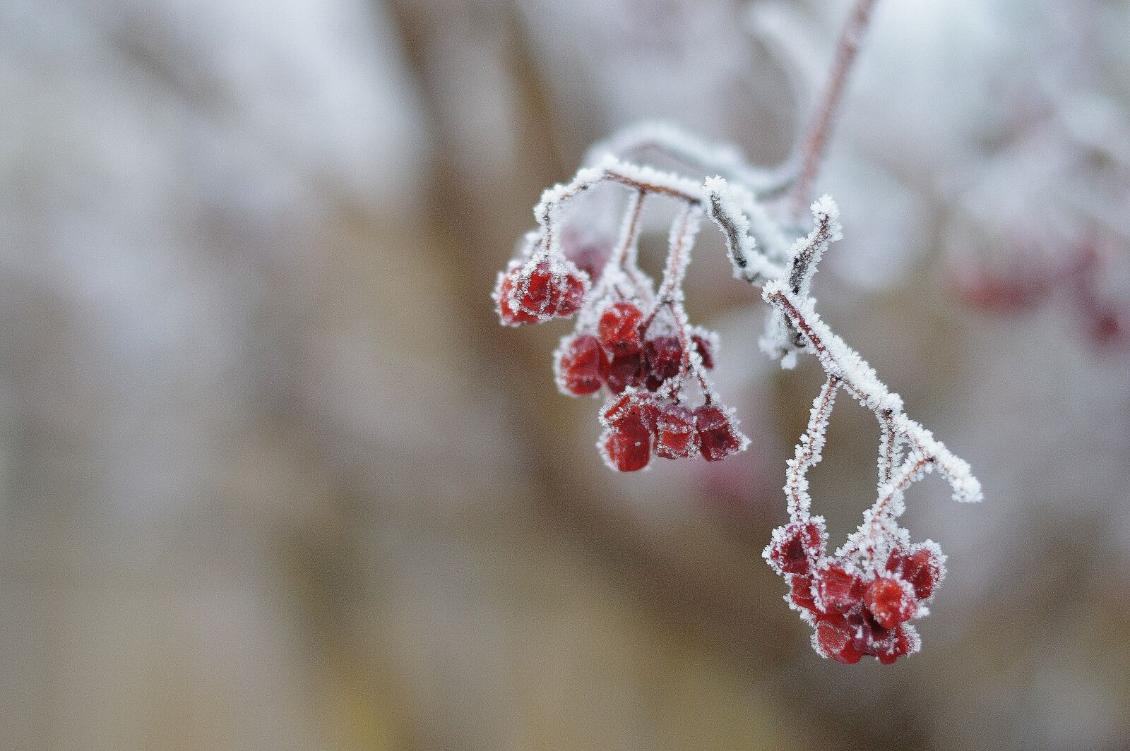 Nikon D3200 sample photo. Hoar frost, winter, frost photography