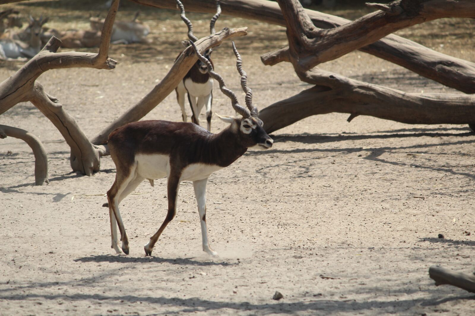 Canon EOS 1200D (EOS Rebel T5 / EOS Kiss X70 / EOS Hi) sample photo. Black buck, musk deer photography
