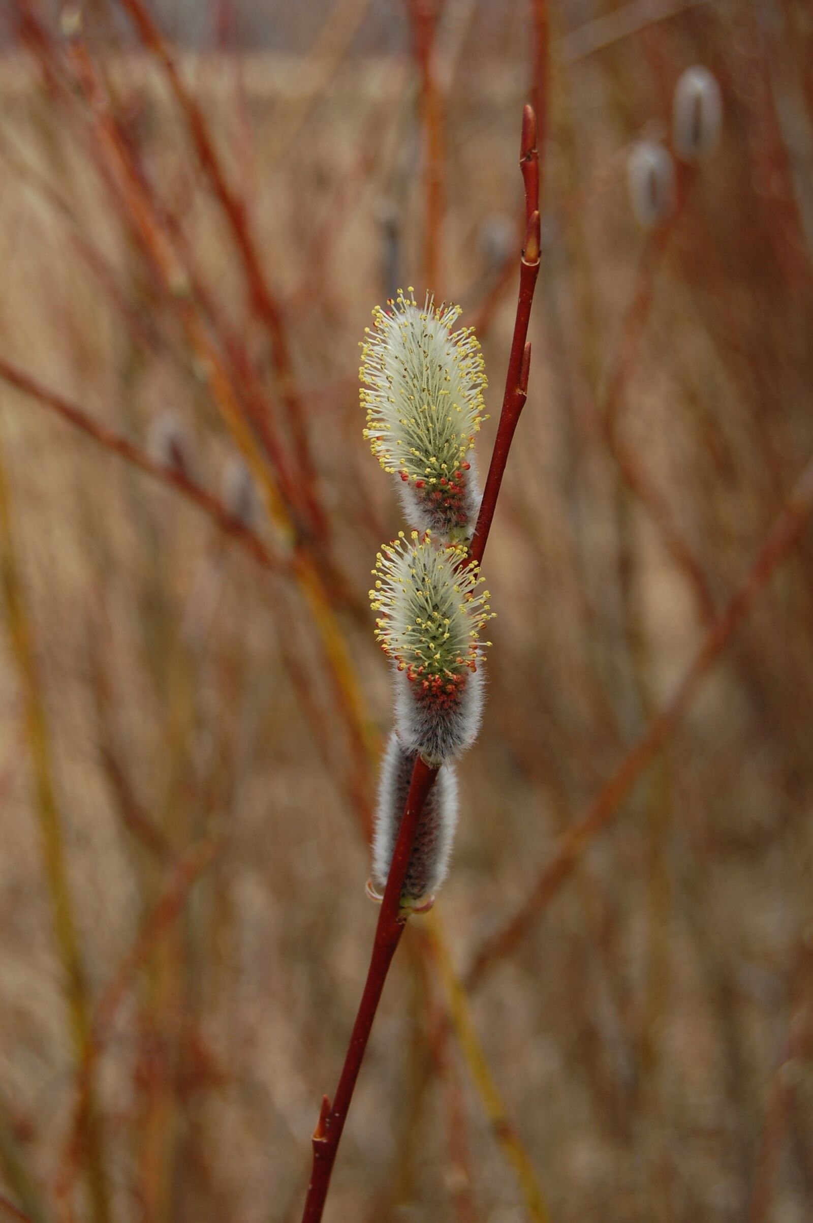 Nikon D40 sample photo. Pussy, willow, flower photography