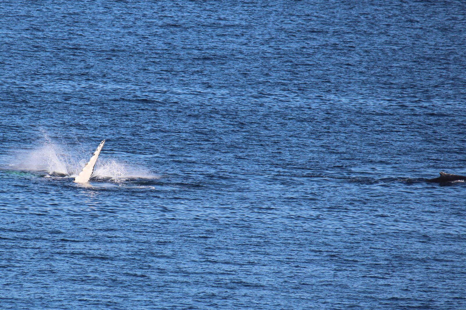 Canon EOS 700D (EOS Rebel T5i / EOS Kiss X7i) + Canon EF-S 55-250mm F4-5.6 IS sample photo. Humpback whale, wal, pectoral photography