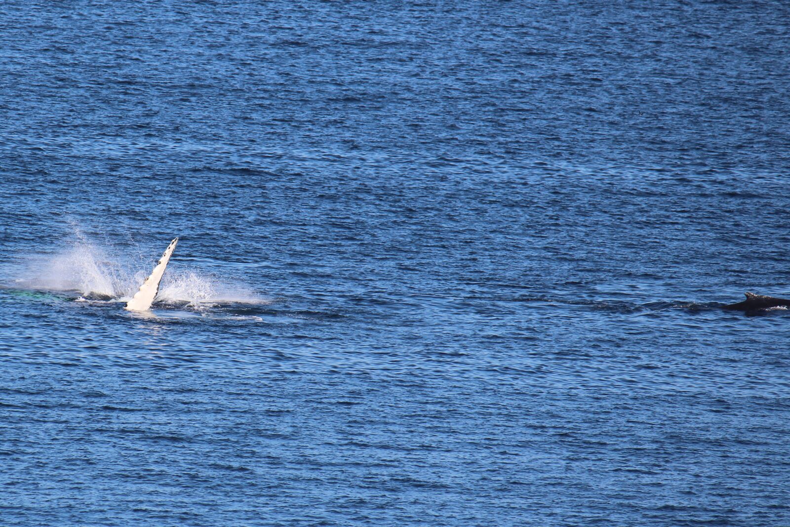 Canon EF-S 55-250mm F4-5.6 IS sample photo. Humpback whale, wal, pectoral photography