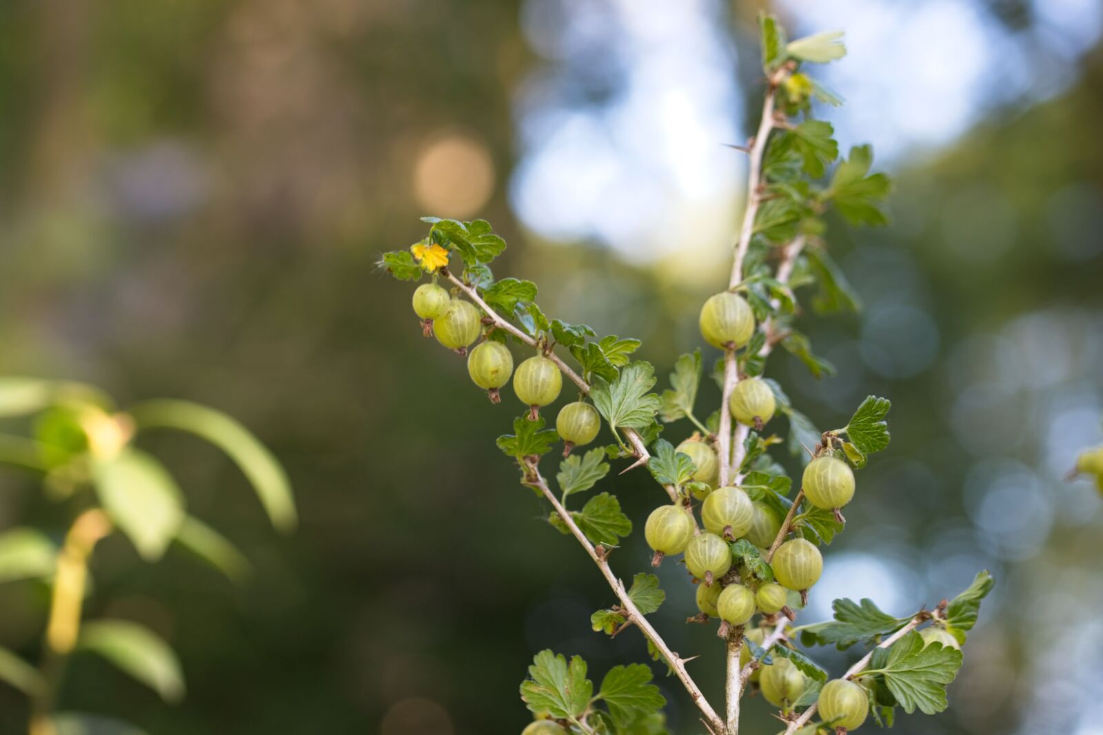 Canon EOS 6D Mark II sample photo. Berry, gooseberry, fruit photography