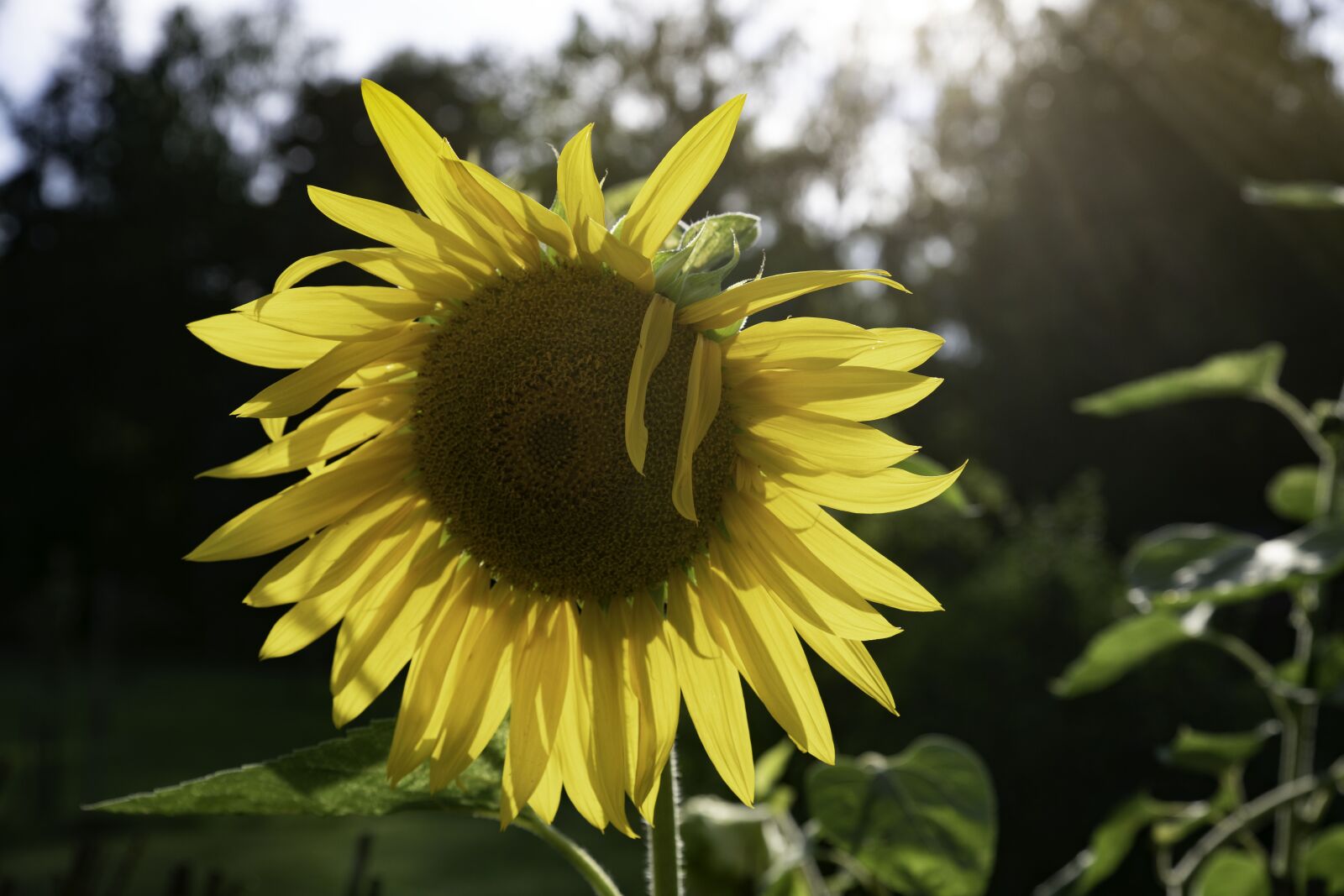 Tamron SP 24-70mm F2.8 Di VC USD G2 sample photo. Sunflower, flower, yellow photography