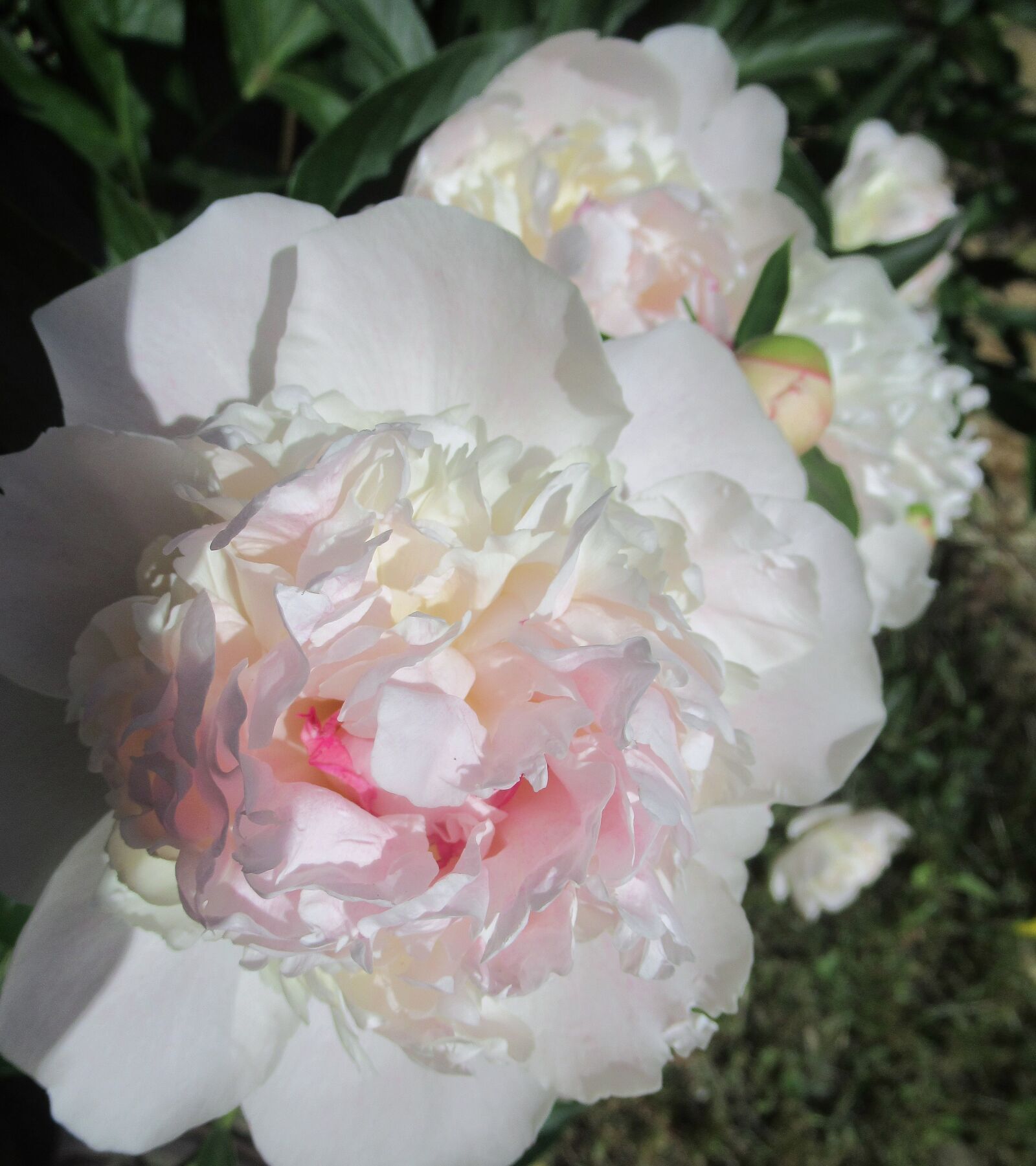 Canon PowerShot SX620 HS sample photo. Flower, petals, garden photography