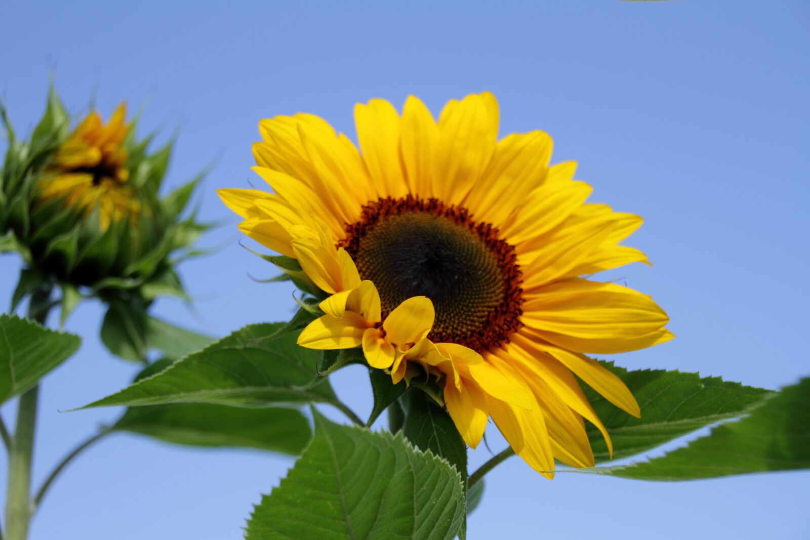 Canon EOS 7D sample photo. Sunflower, summer, flower photography