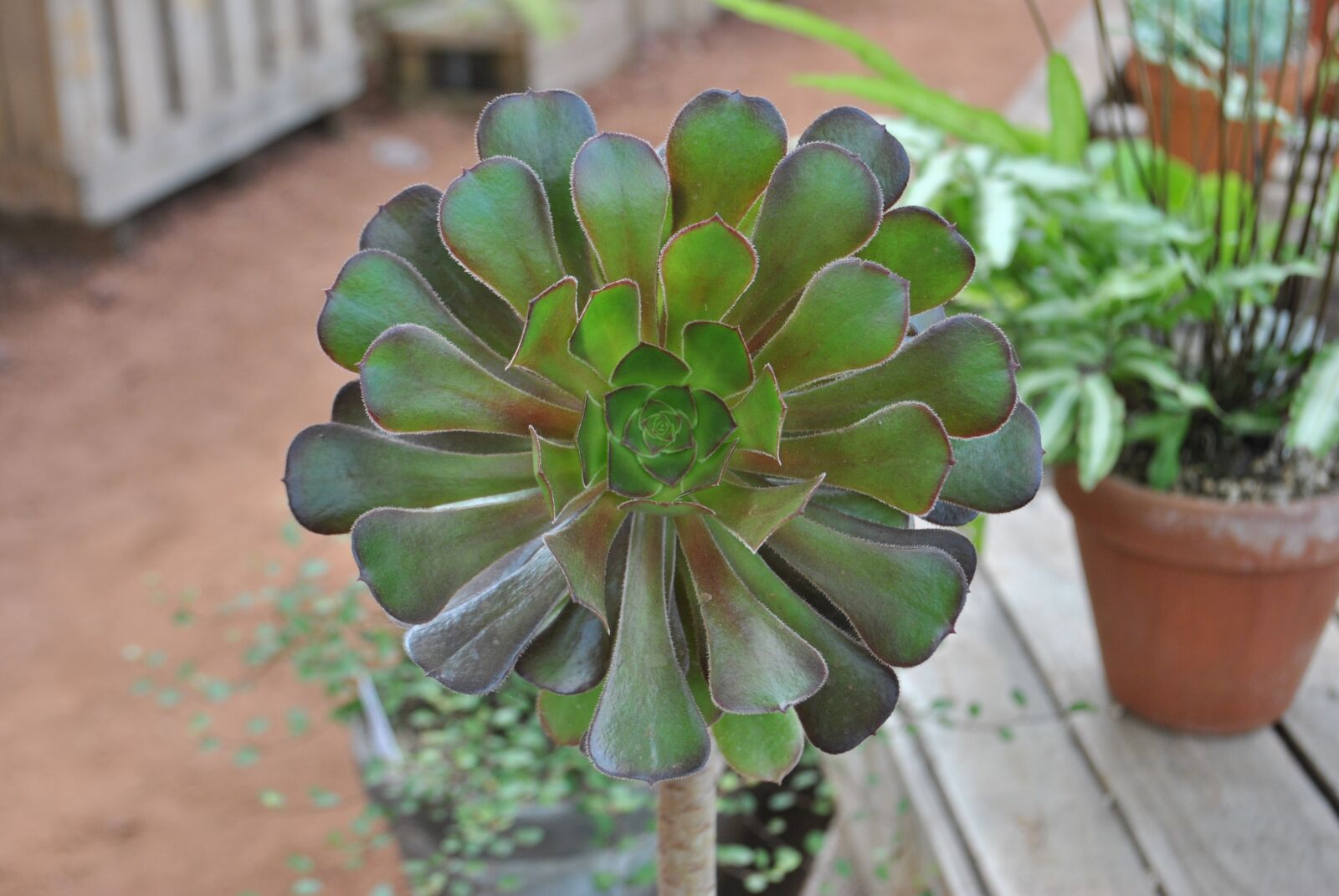 Nikon D3000 sample photo. Fleshy in this, plants photography