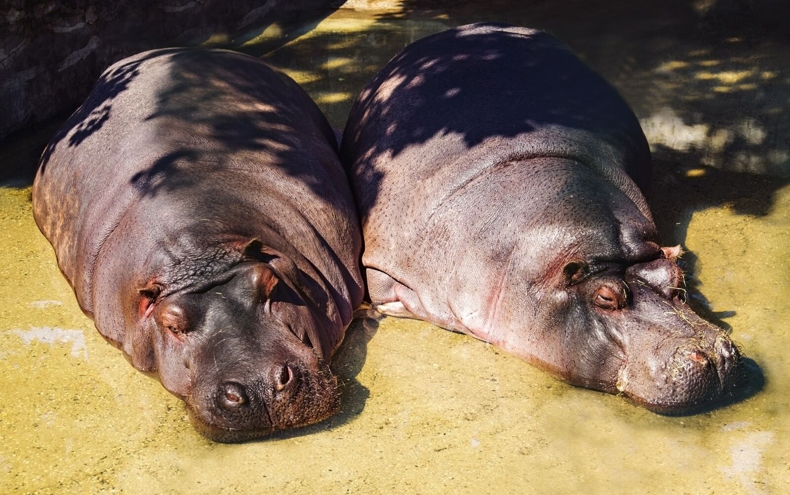 Canon EOS 1100D (EOS Rebel T3 / EOS Kiss X50) sample photo. Hippos, zoo, hippo photography