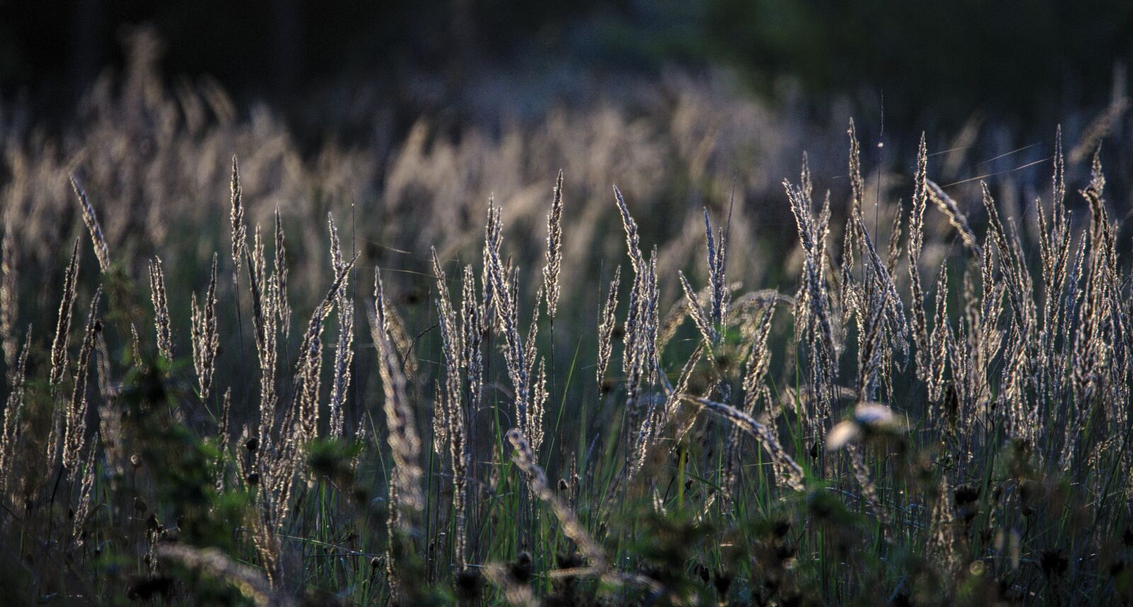 Sony FE 70-300mm F4.5-5.6 G OSS sample photo. Wild flower meadow, sunlight photography