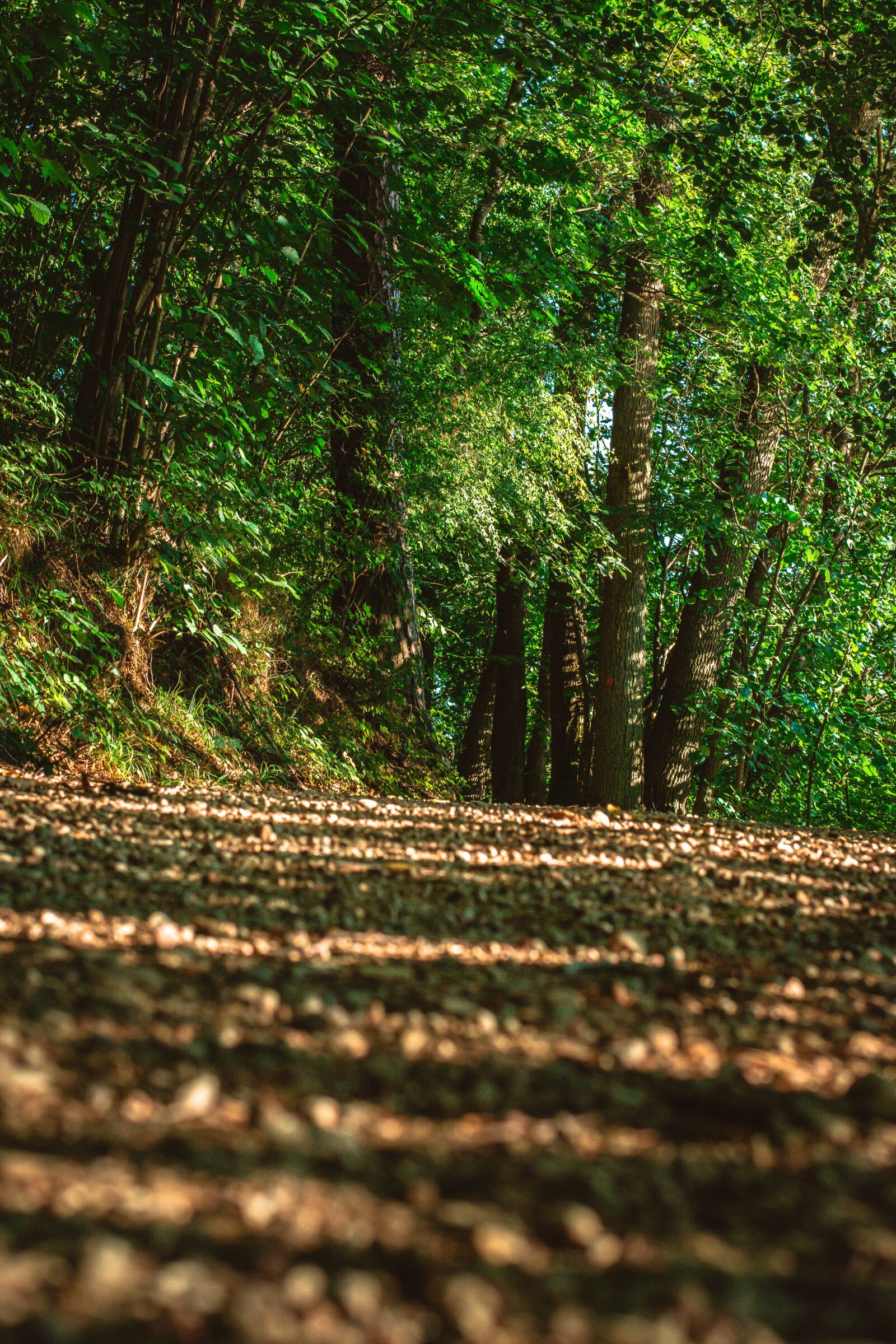 Nikon D7200 sample photo. Forest, tree, nature photography