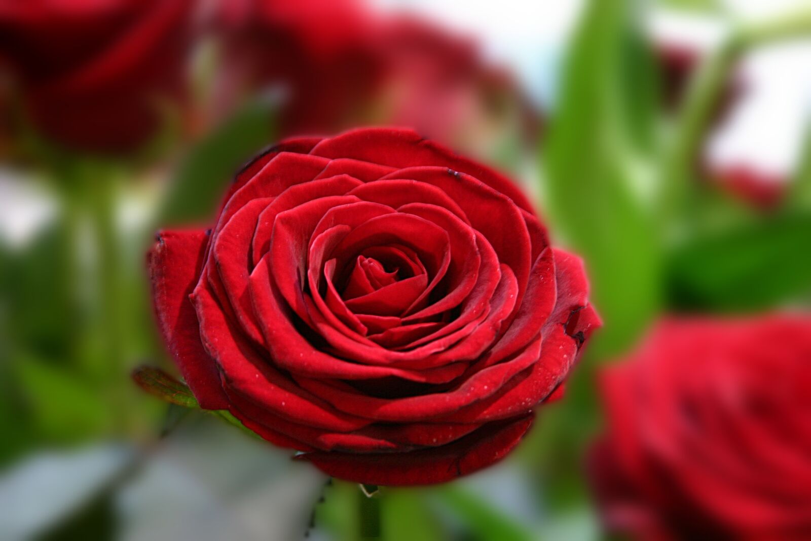 Canon EOS 300D (EOS Digital Rebel / EOS Kiss Digital) sample photo. Rose, love, romantic photography