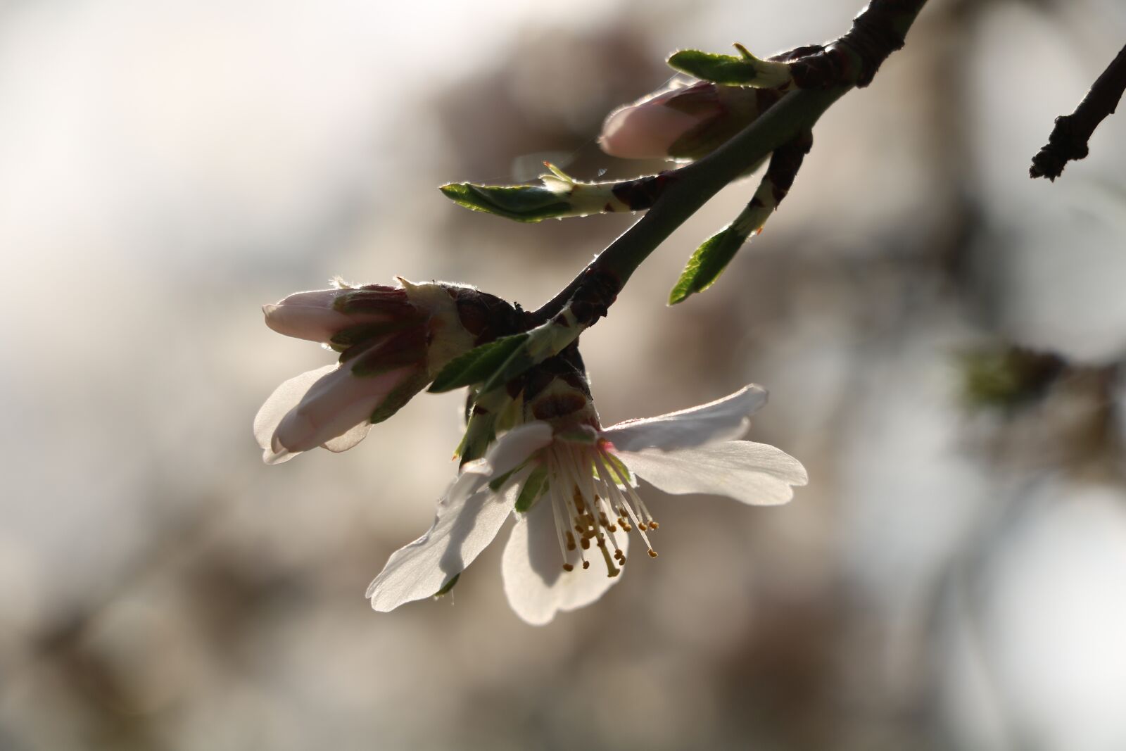 Canon EF-S 18-135mm F3.5-5.6 IS STM sample photo. Spring, flower, flowers photography