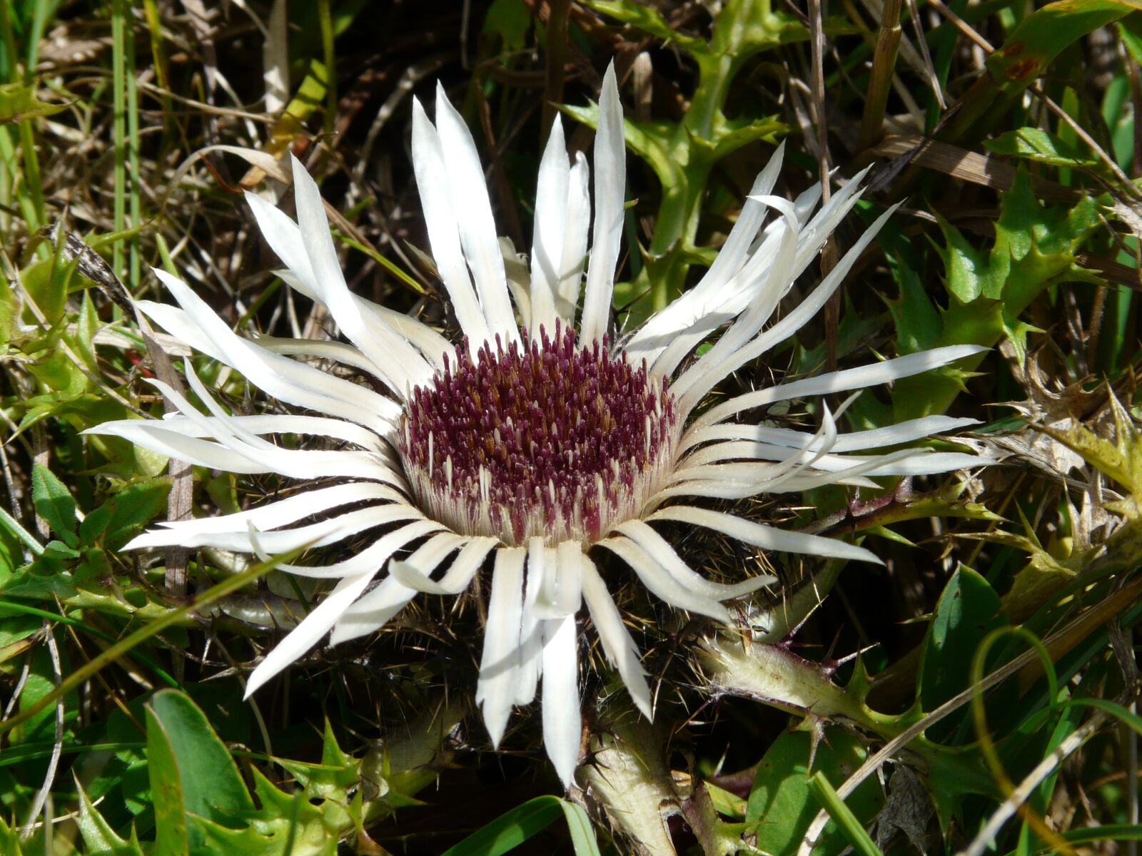 Panasonic DMC-FZ18 sample photo. Silver thistle, thistle, blossom photography
