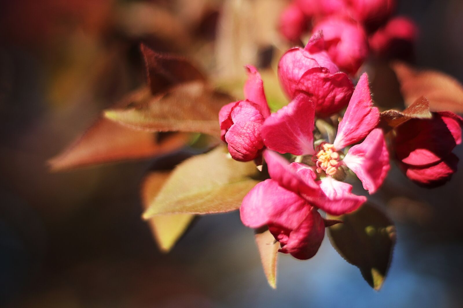 Canon EOS 1200D (EOS Rebel T5 / EOS Kiss X70 / EOS Hi) sample photo. Blossom, cherry, spring photography