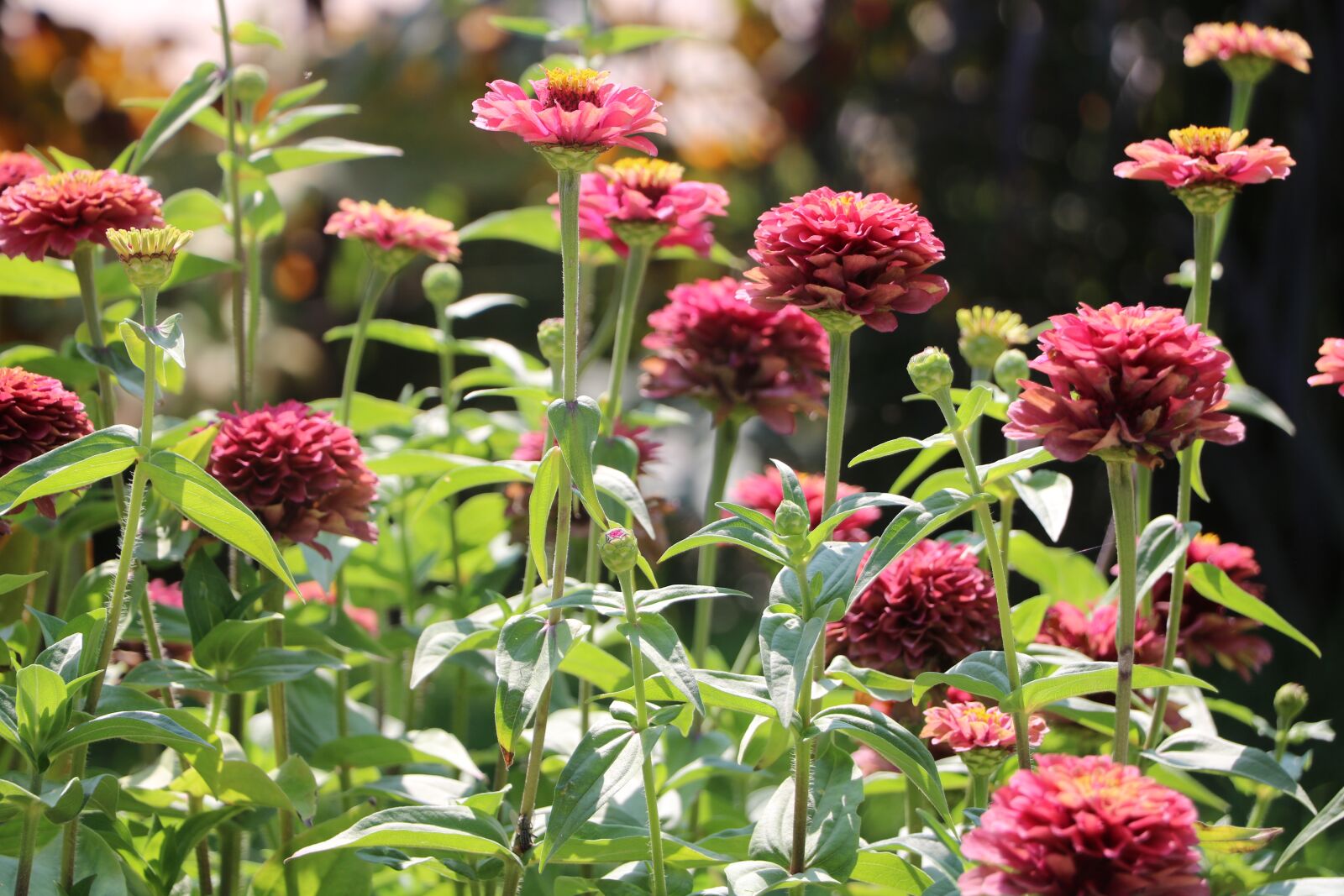 Canon EOS 760D (EOS Rebel T6s / EOS 8000D) sample photo. Flower, botany, floral photography