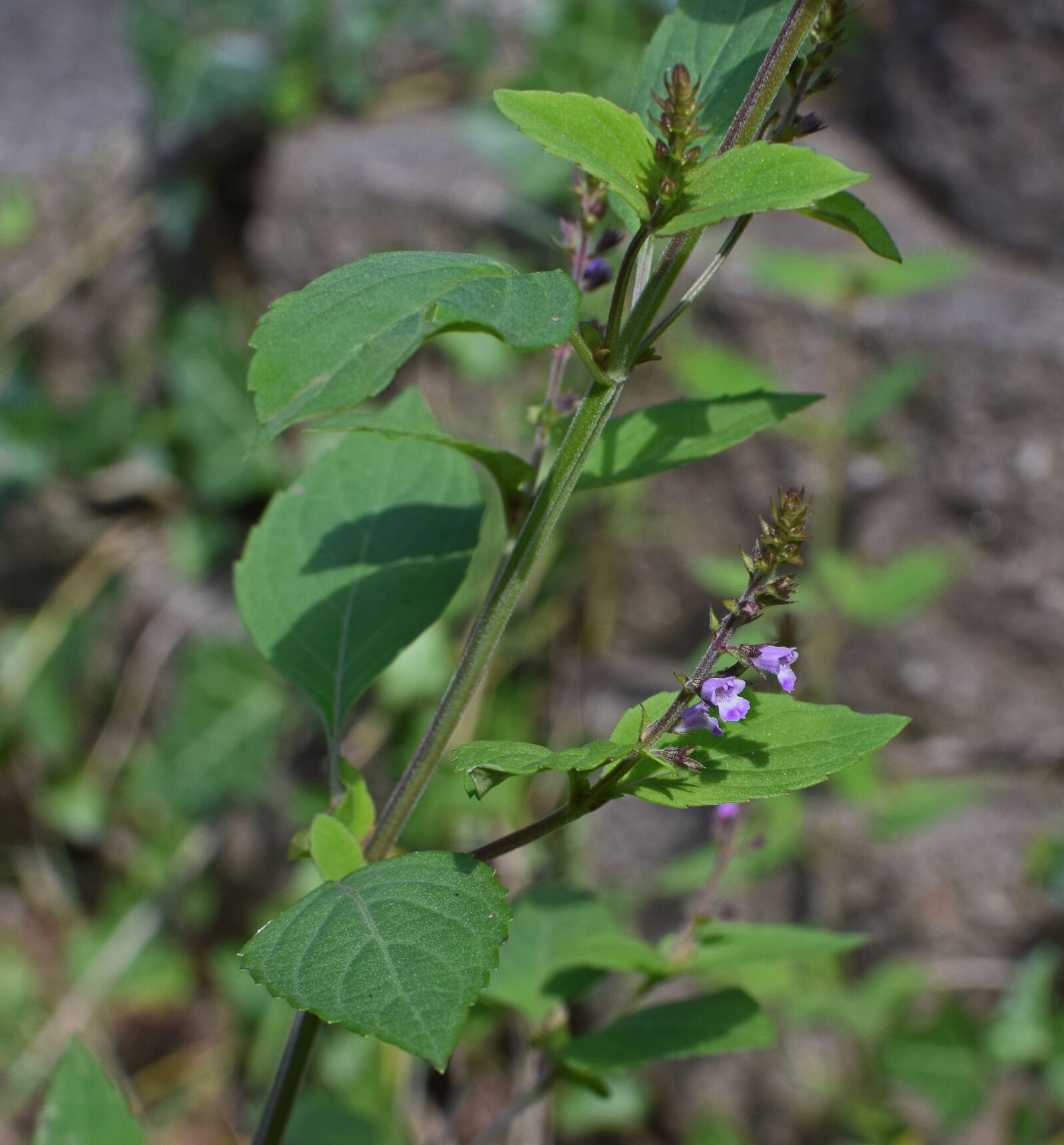 Nikon D3300 sample photo. Beardtongue, wildflower, flower photography