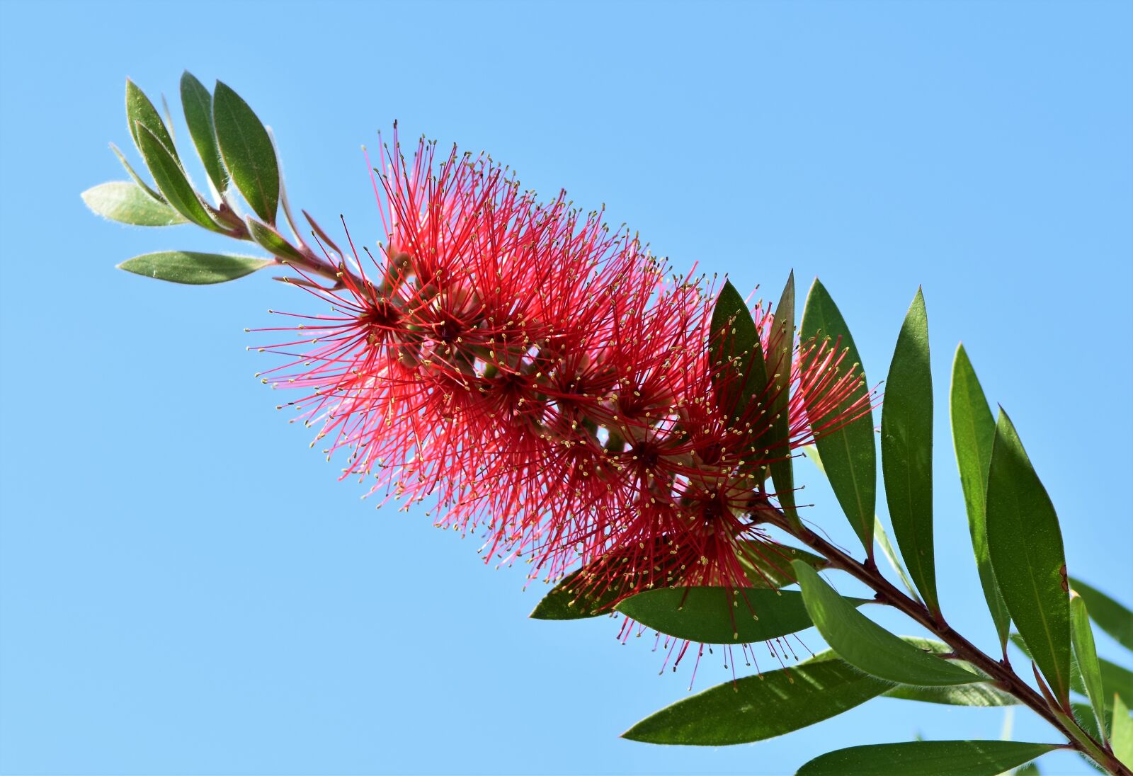 Nikon D7200 sample photo. Lemon bottlebrush, callistemon citrinus photography